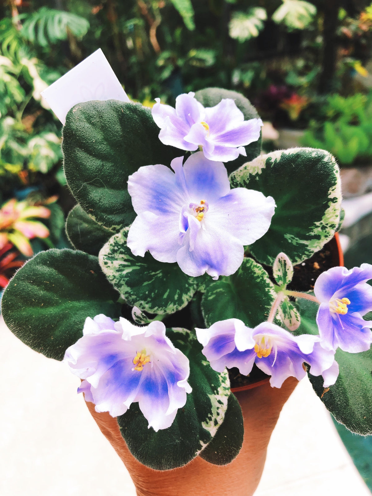 Live house plant white purple bloom variegated African Violet Harmonys RS Ariel garden 4” pot flower Potted gift