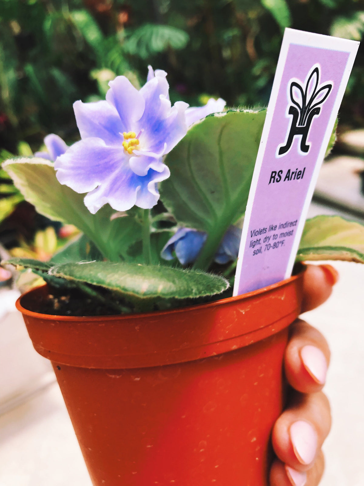 Live house plant white purple bloom variegated African Violet Harmonys RS Ariel garden 4” pot flower Potted gift