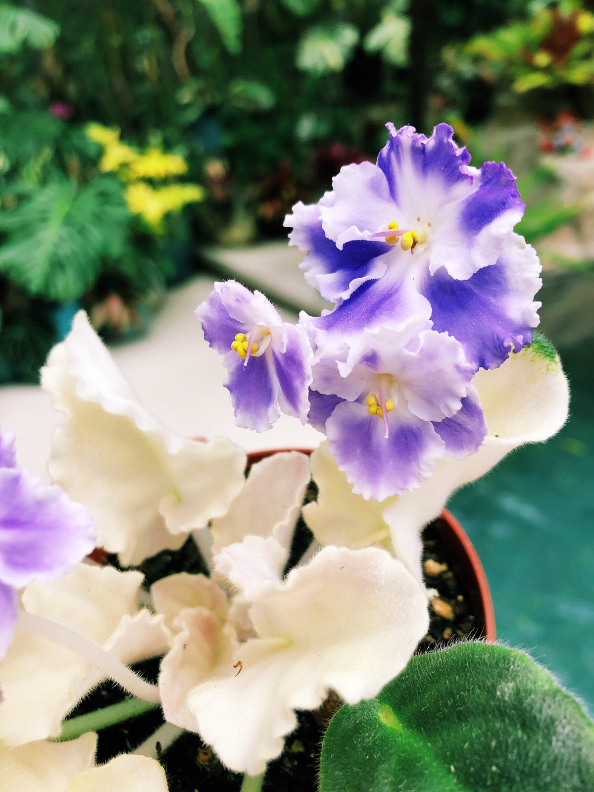 NEW RELEASE! Live house plant white purple bloom variegated African Violet ‘Harmony’s ‘Purple Passion’ garden 4” pot flower Potted gift
