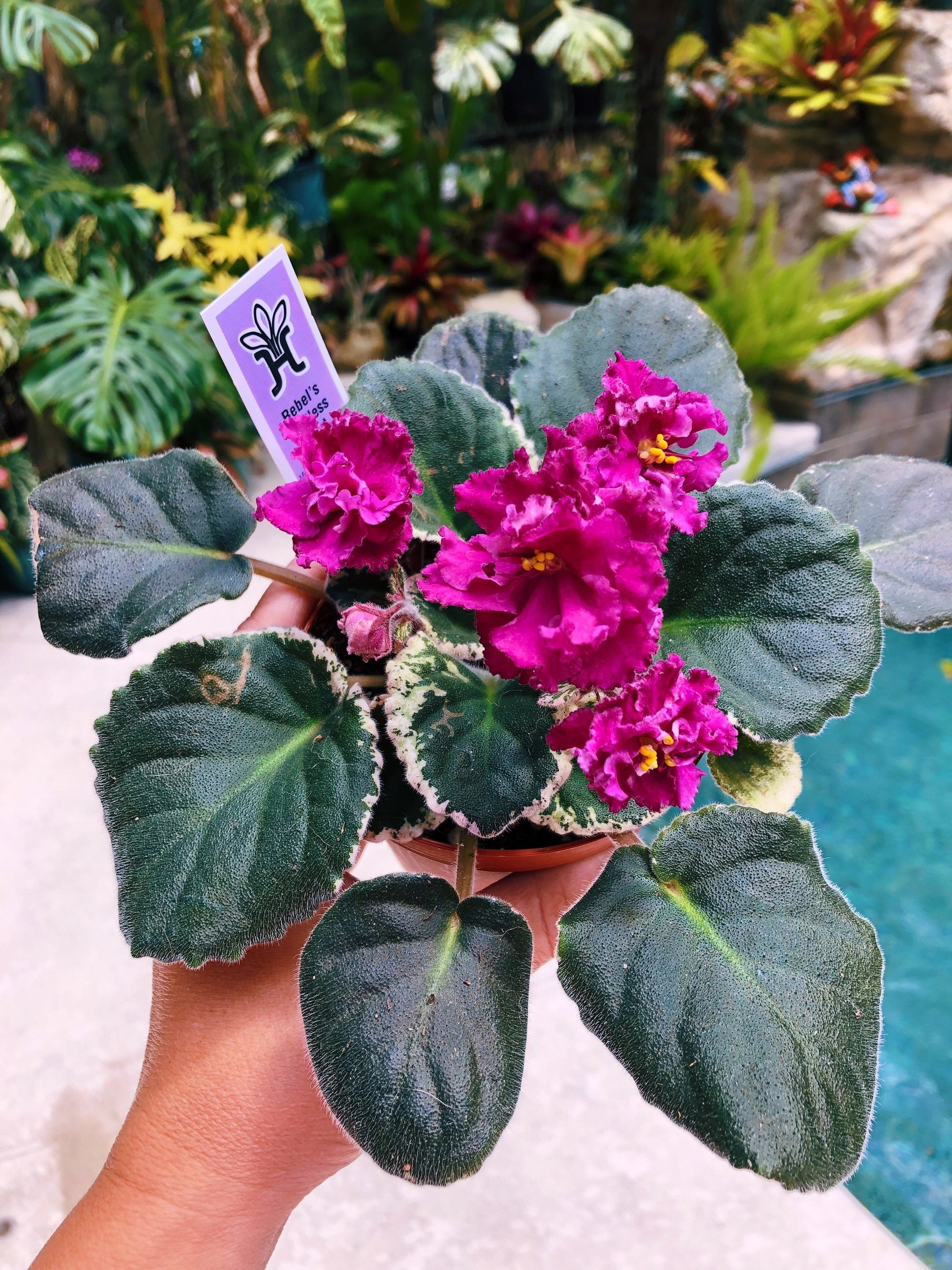 Live house plant red bloom African Violet Harmony’s ‘Rebel’s Restless Heart’ garden 4” pot flower Potted gift