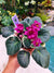 Live house plant red bloom African Violet Harmony’s ‘Rebel’s Restless Heart’ garden 4” pot flower Potted gift