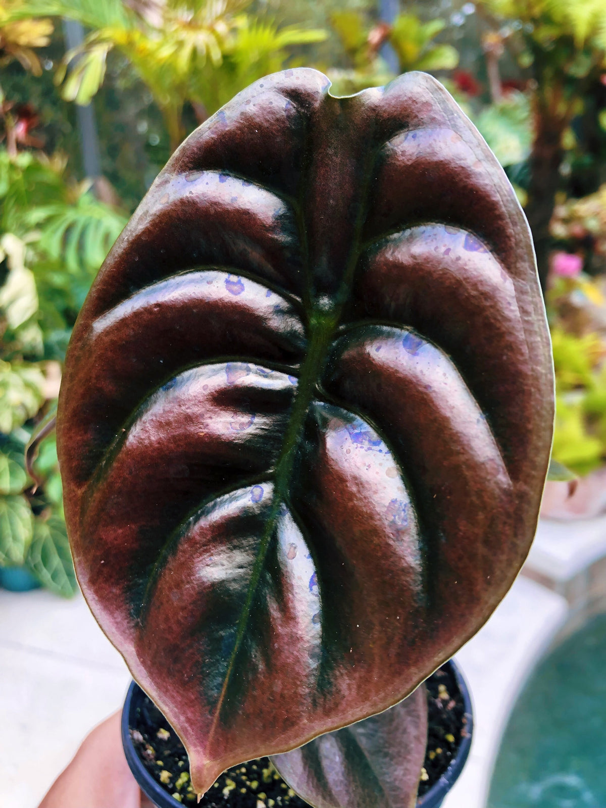 Alocasia Cuprea Jewel Elephant Ear Tropical House Plant Aroid 4” pot