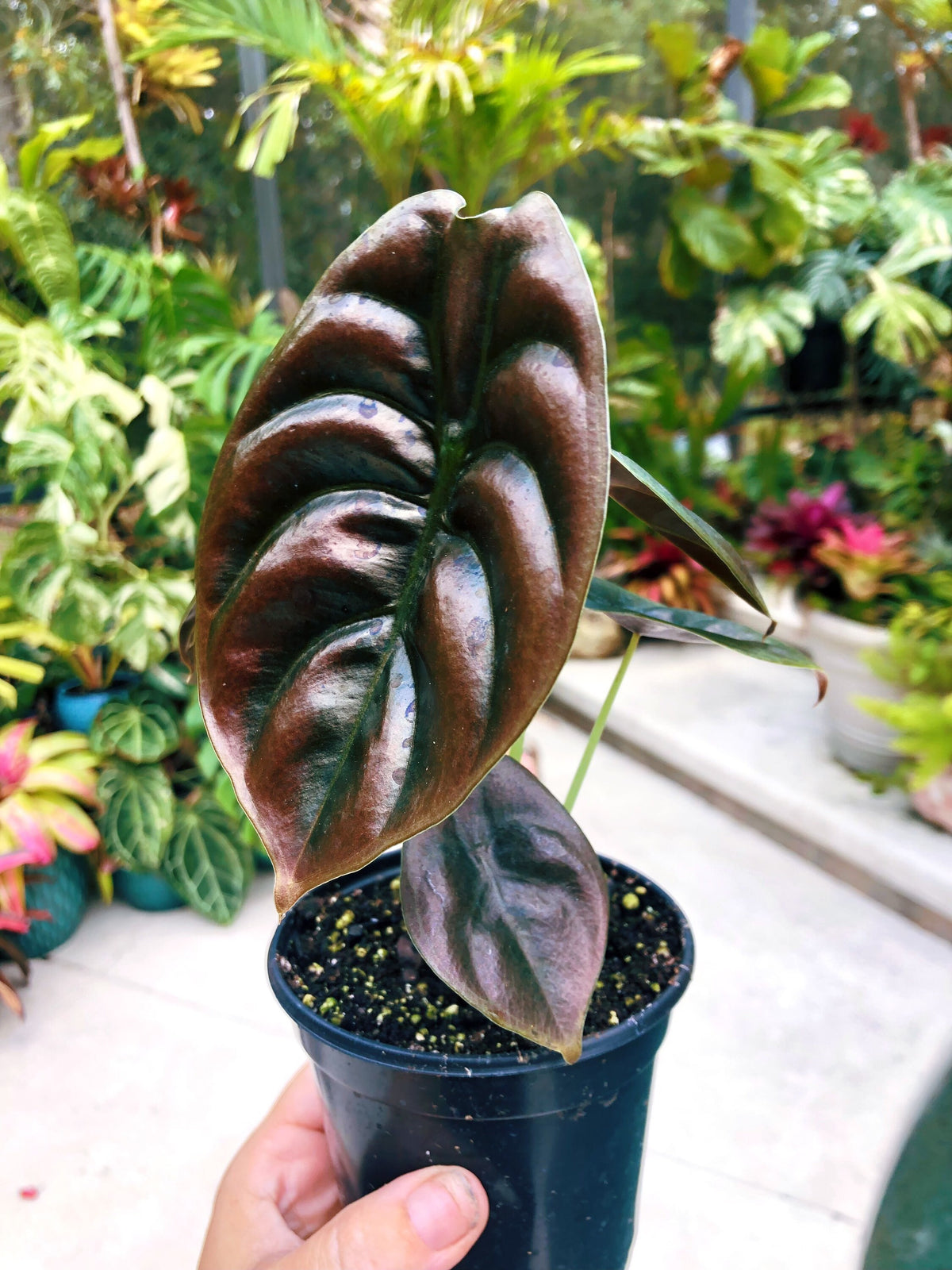 Alocasia Cuprea Jewel Elephant Ear Tropical House Plant Aroid 4” pot
