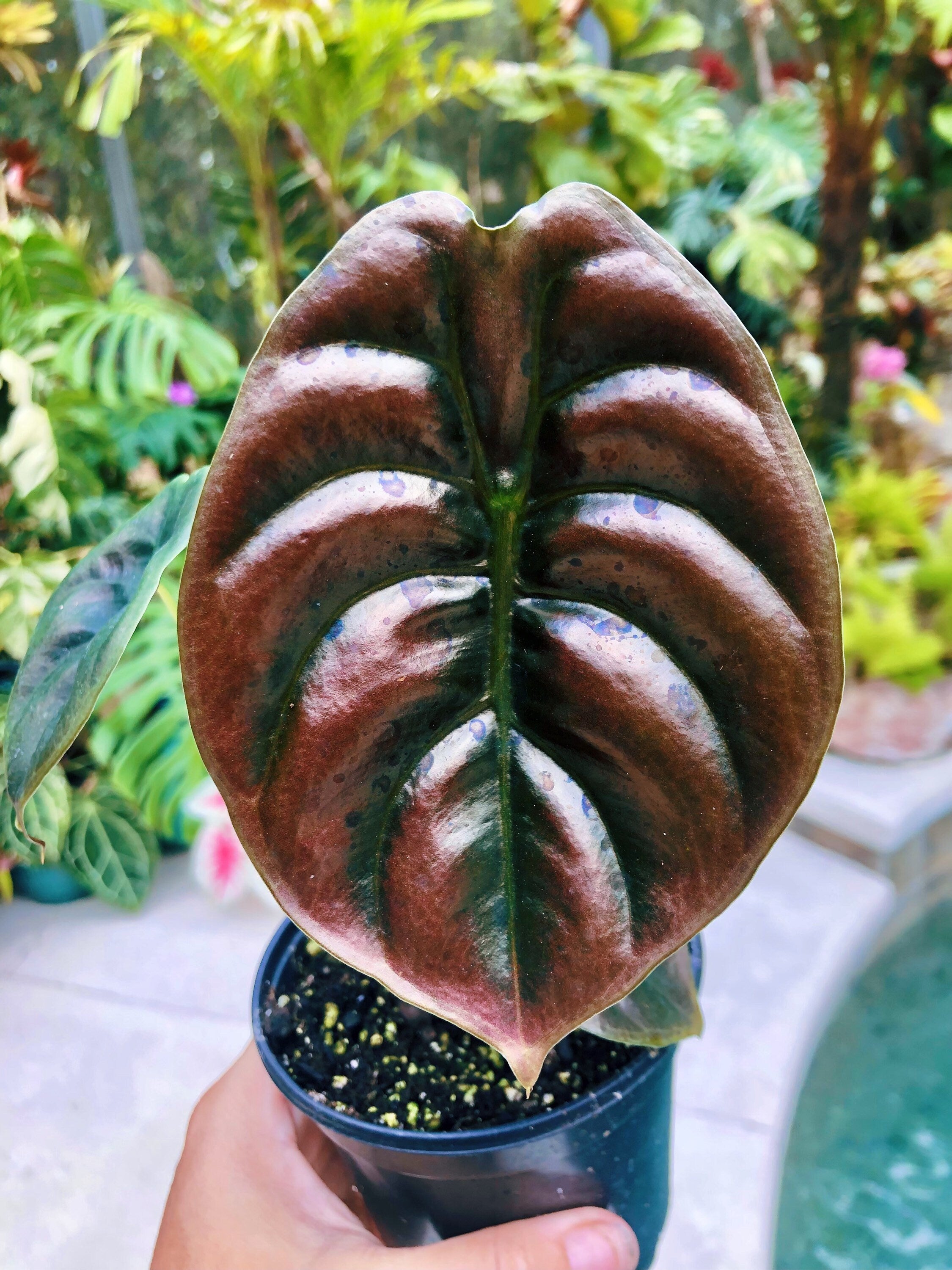 elephant ears house plant Alocasia Cuprea Jewel Elephant Ear Tropical House Plant Aroid 4” pot