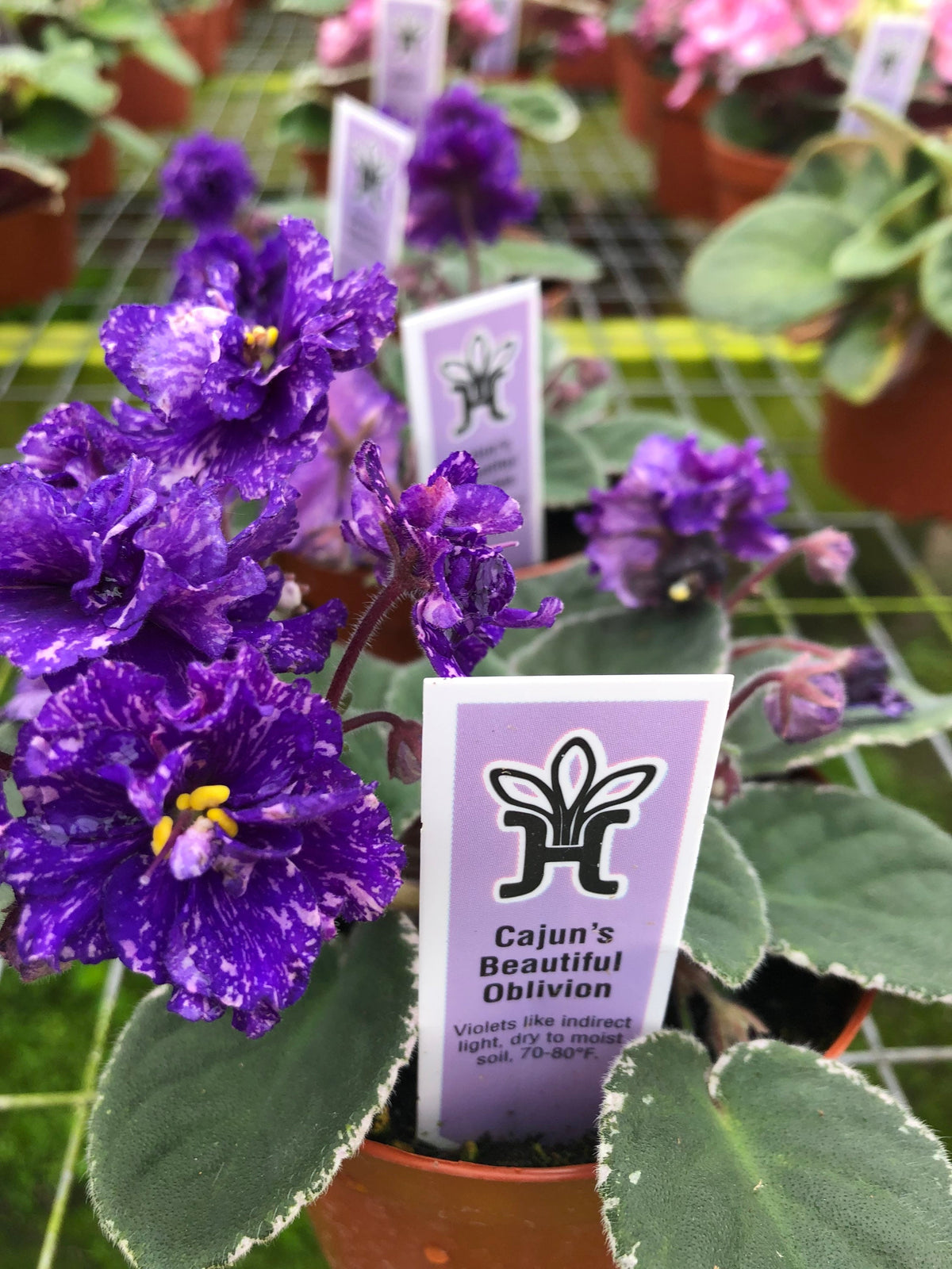 Live house plant African Violet Ruffled Harmony’s ‘Cajun’s Beautiful Oblivion’ Sport variegated purple garden 4” flower Potted gift