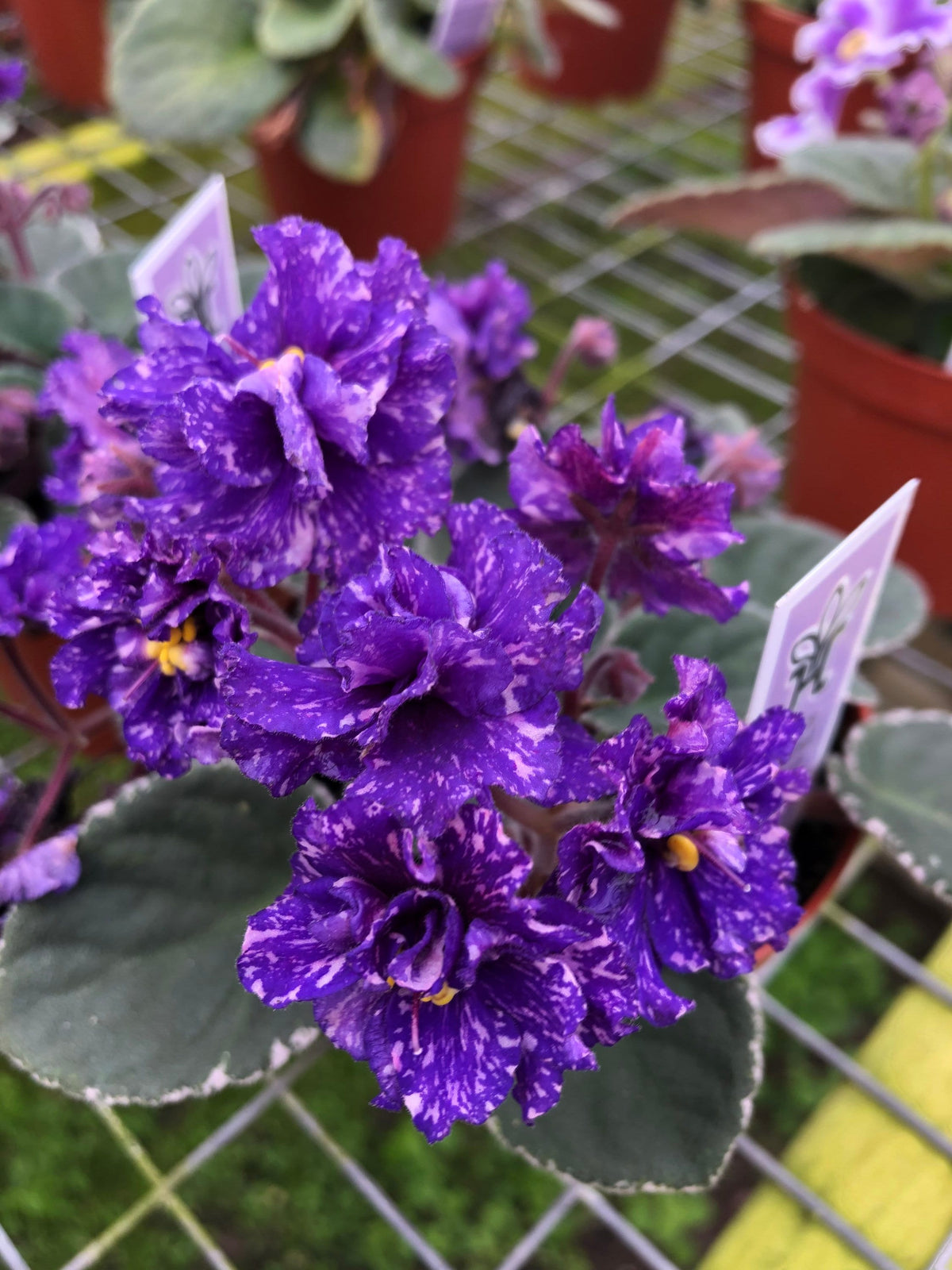 Live house plant Harmonys African Violet Ruffled Cajuns Beautiful Oblivion Sport variegated purple garden 4” flower Potted gift