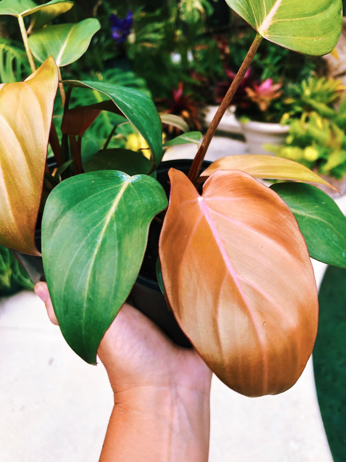 RARE Philodendron ‘Summer Glory’ Gloriosum x unamed Mccolley aroid live plant 4” pot