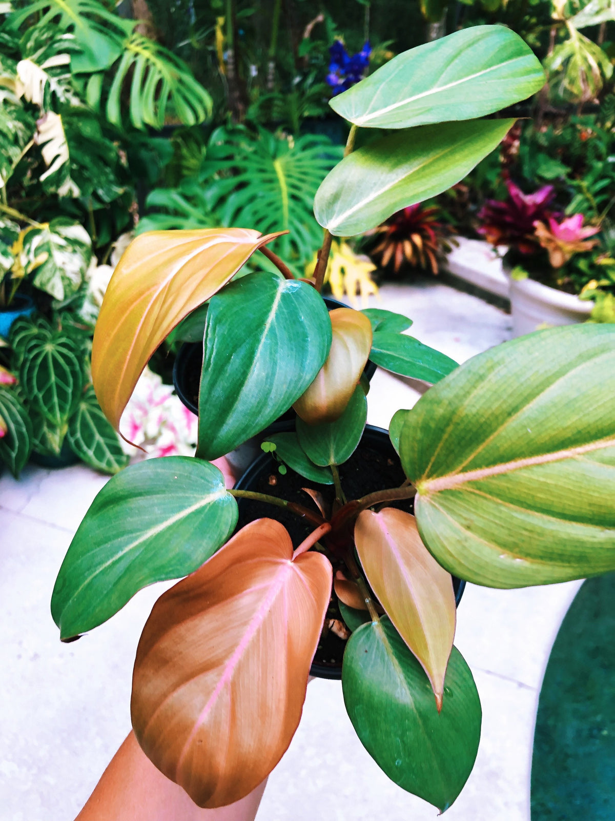 RARE Philodendron ‘Summer Glory’ Gloriosum x unamed Mccolley aroid live plant 4” pot