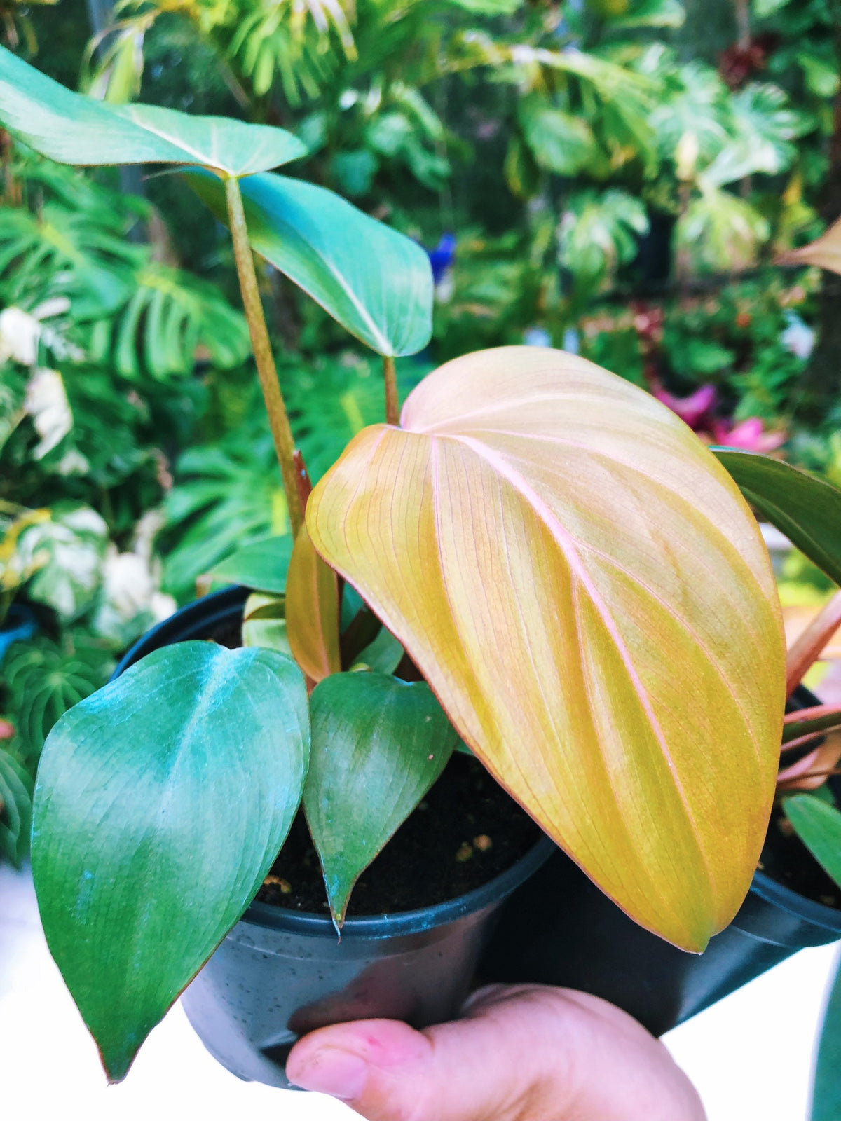 RARE Philodendron ‘Summer Glory’ Gloriosum x unamed Mccolley aroid live plant 4” pot
