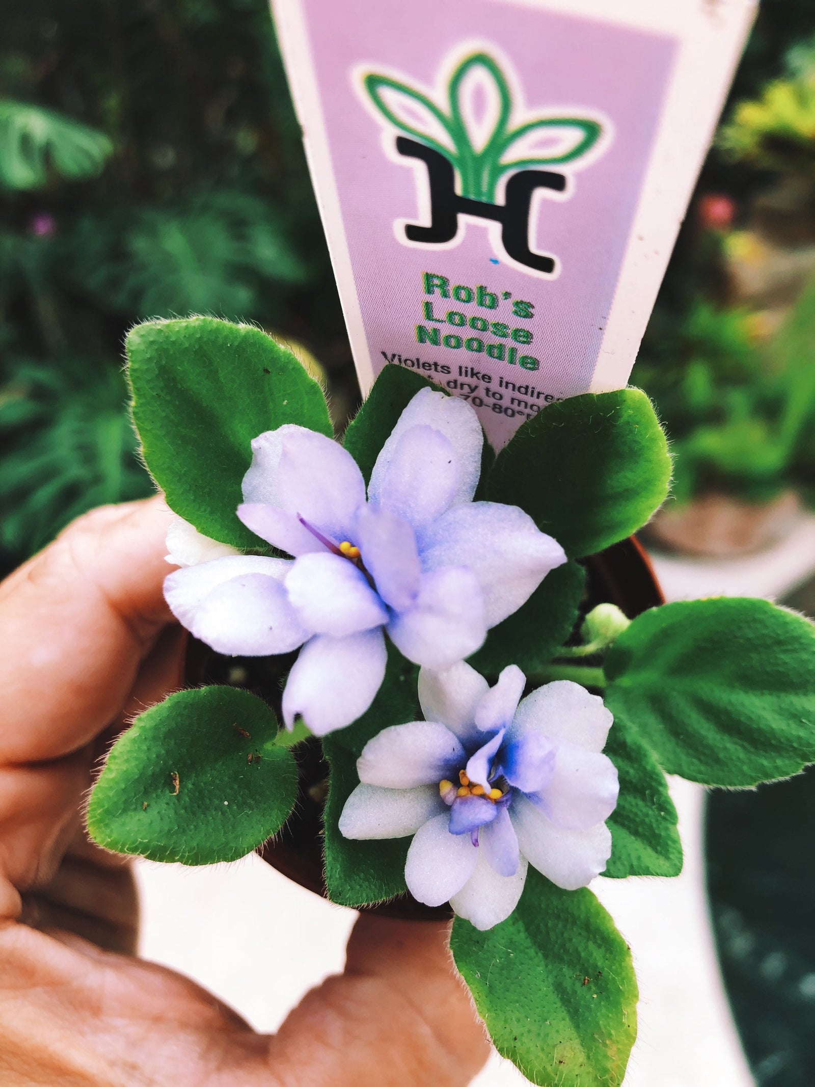 New Release!! rare mini African Violet  Robs Loose Noodle 2” pot Potted house plant flower gift pixie
