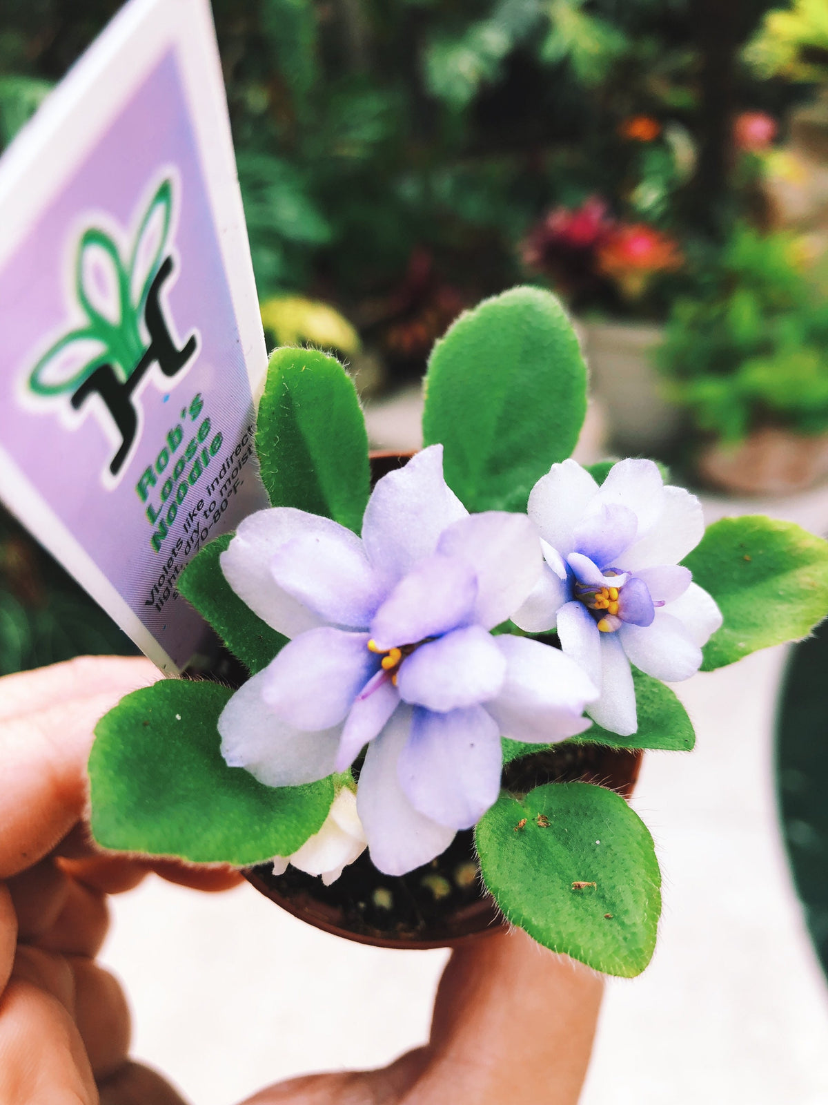New Release!! rare mini African Violet  Robs Loose Noodle 2” pot Potted house plant flower gift pixie