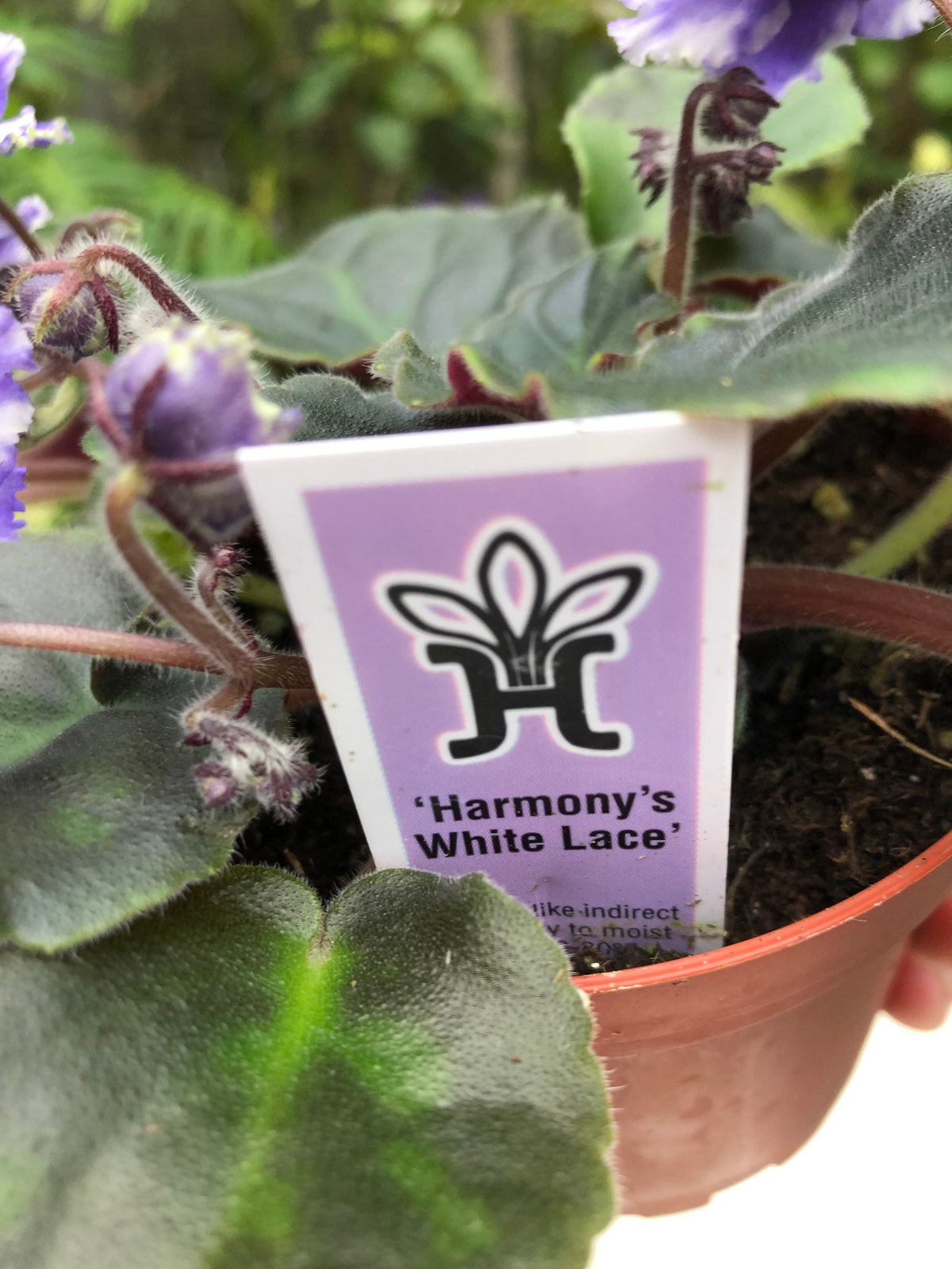 Live house plant variegated bloom African Violet Harmonys White Lace garden 4 flower Potted gift