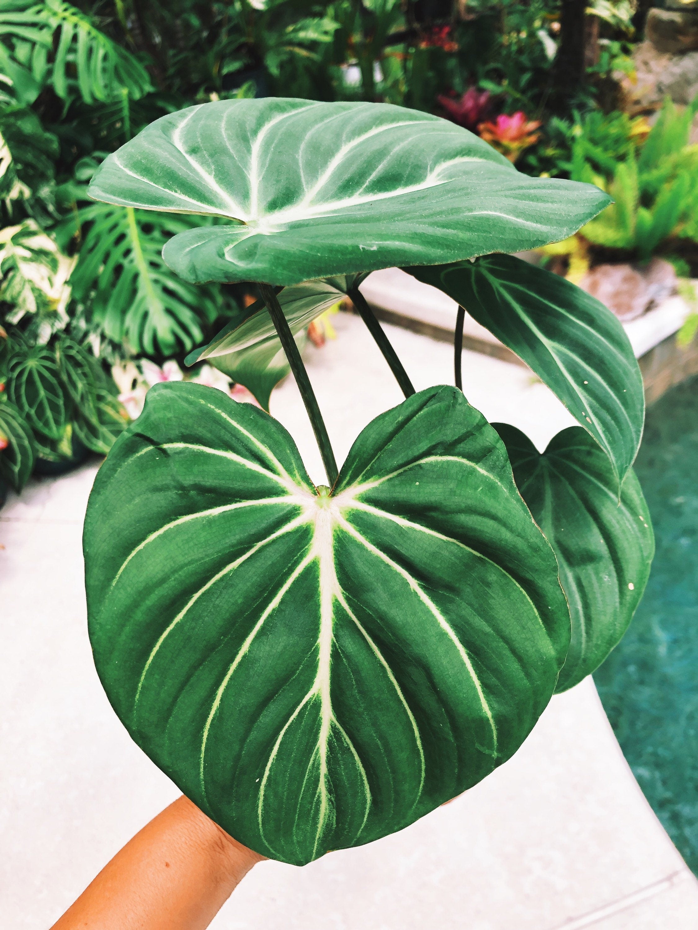 philodendron gloriousum silver Philodendron Gloriosum Zebra Aroid 4” pot potted house Plant