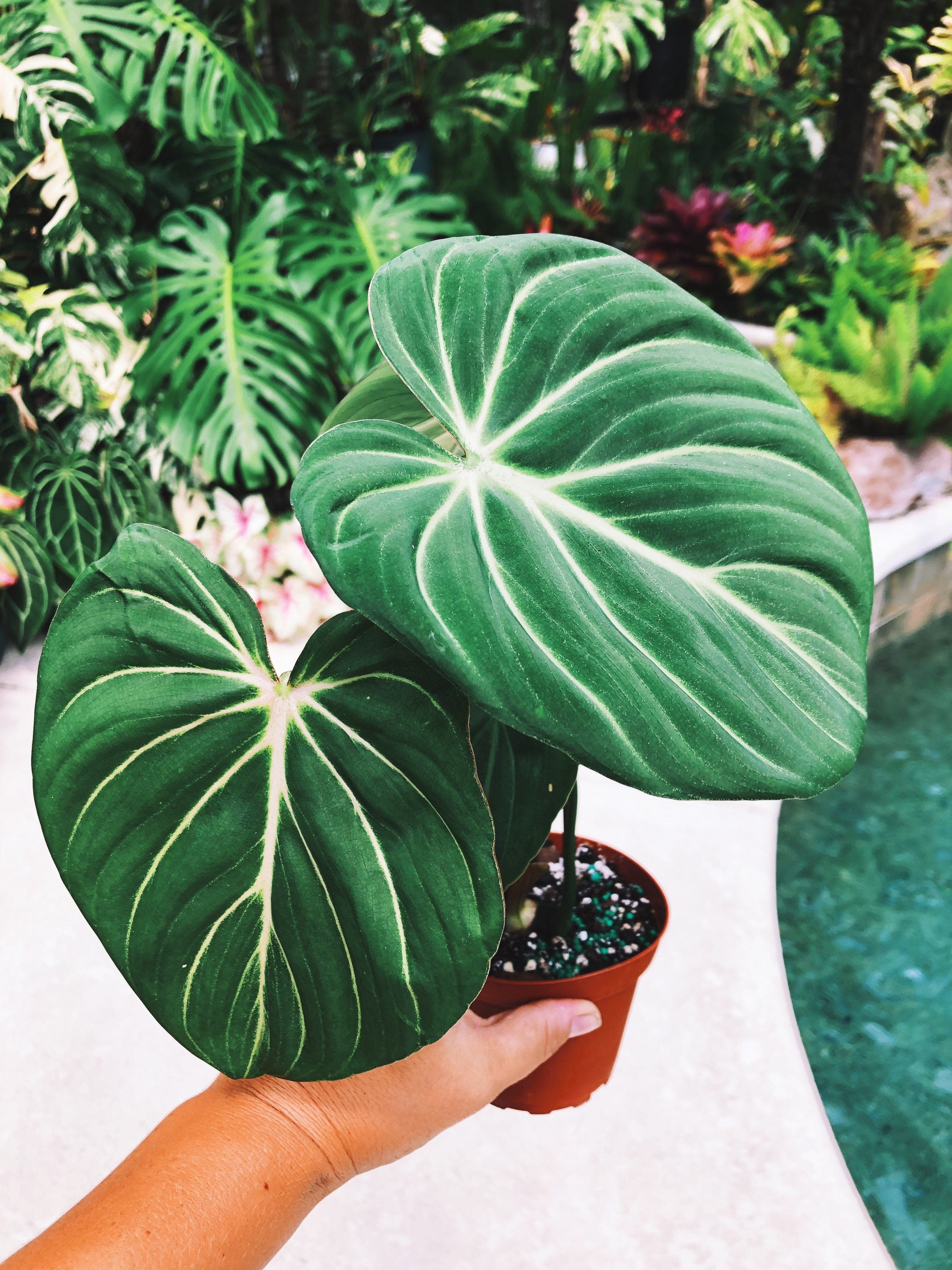 adairs philodendron Philodendron Gloriosum Zebra Aroid 4” pot potted house Plant
