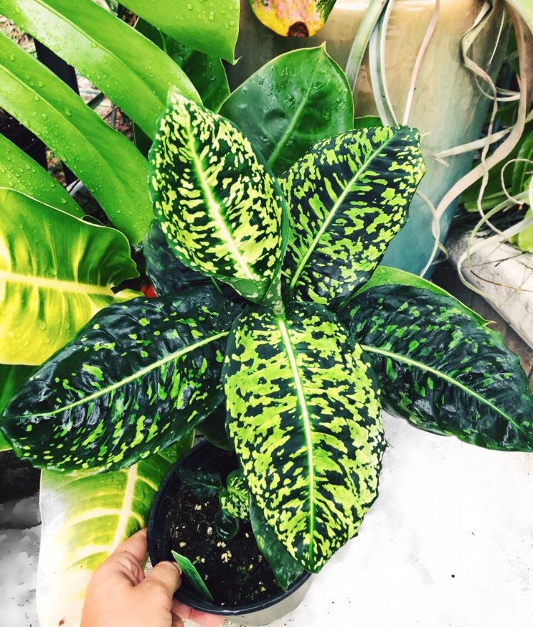 Live Dieffenbachia Reflector Variegated Dumbcane Reflector Aroid Rooted House Plant 4” pot potted