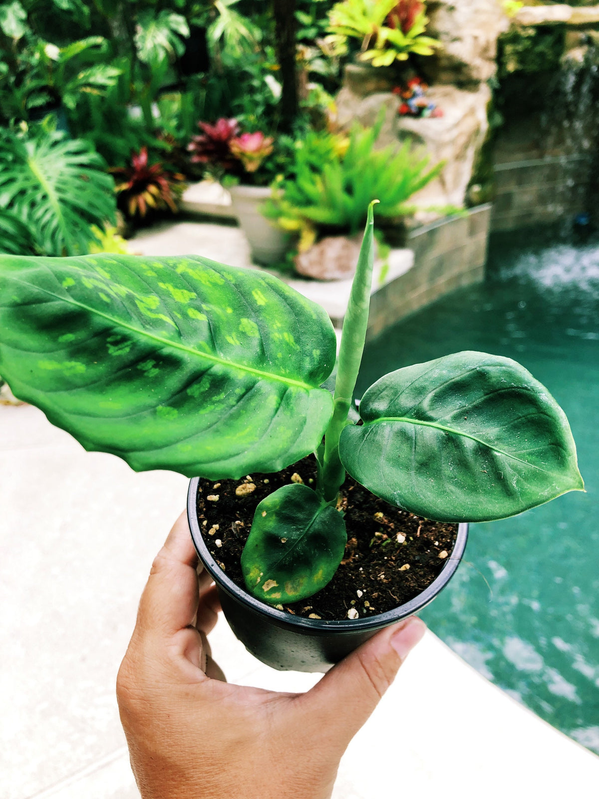 Live Dieffenbachia Reflector Variegated Dumbcane Reflector Aroid Rooted House Plant 4” pot potted