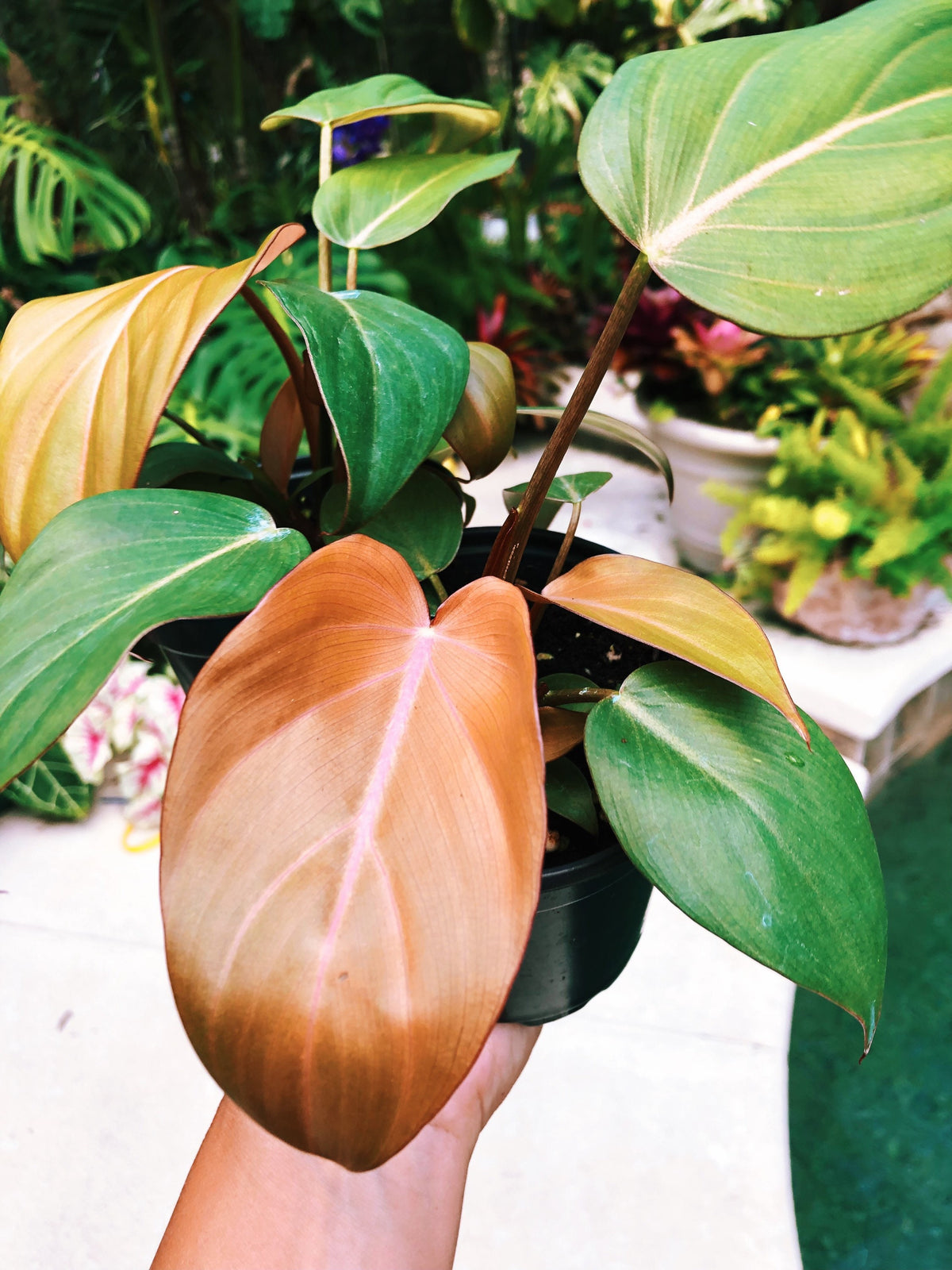 RARE Philodendron ‘Summer Glory’ Gloriosum x unamed Mccolley aroid live plant 4” pot