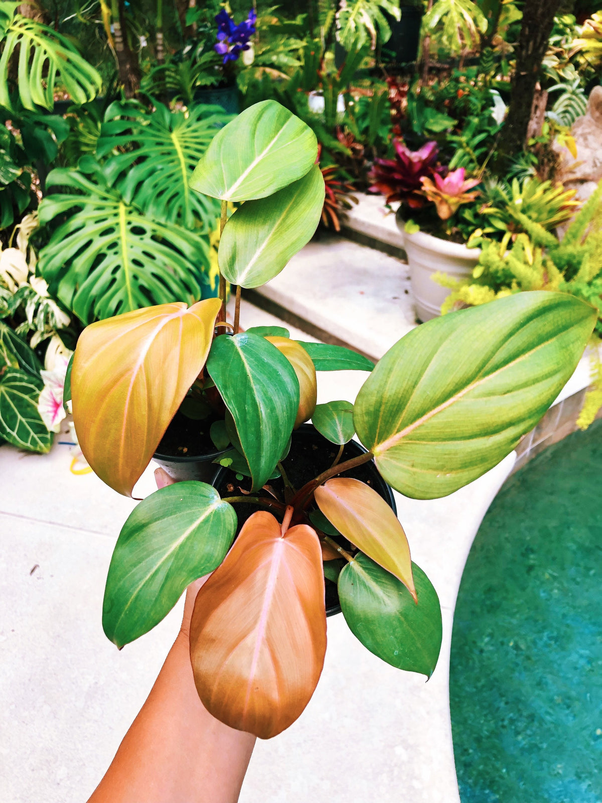 RARE Philodendron ‘Summer Glory’ Gloriosum x unamed Mccolley aroid live plant 4” pot