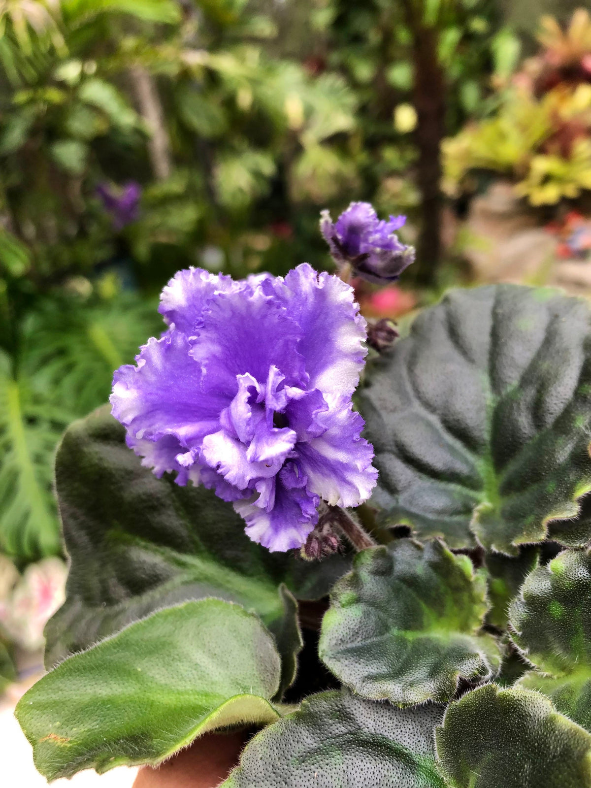 Live house plant variegated bloom African Violet Harmonys White Lace garden 4 flower Potted gift