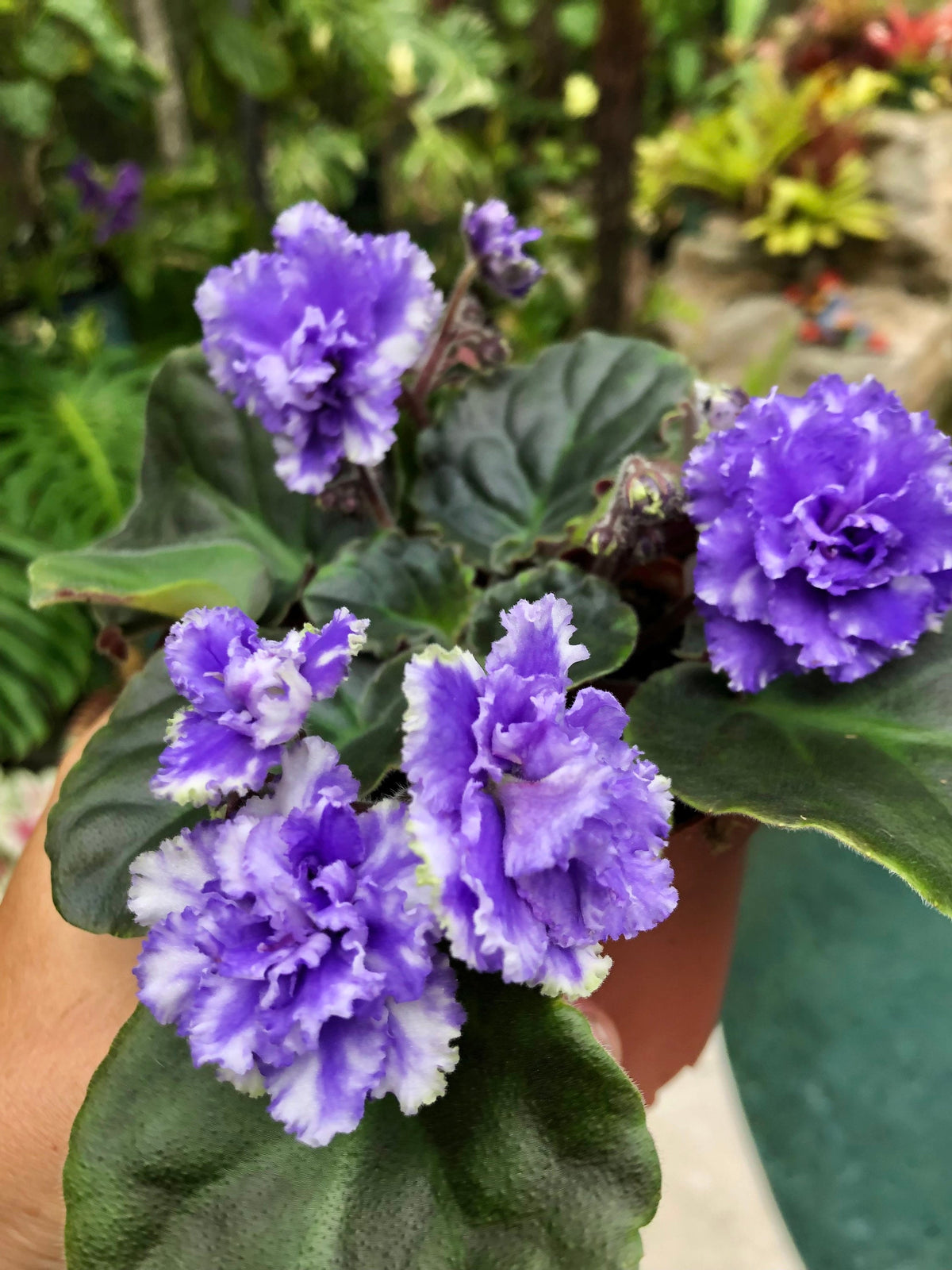 Live house plant variegated bloom African Violet Harmonys White Lace garden 4 flower Potted gift