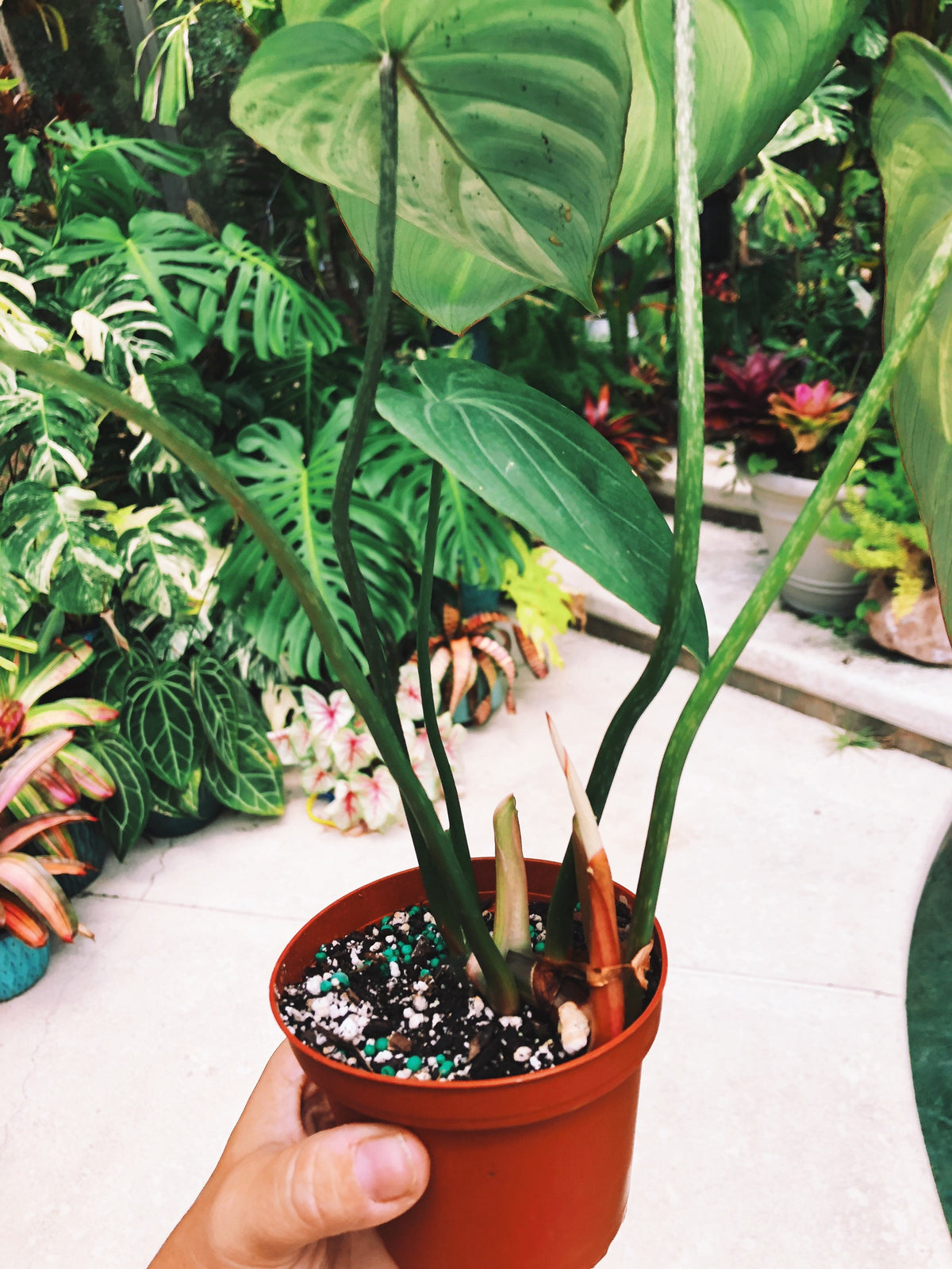 Philodendron Gloriosum Zebra Aroid 4” pot potted house Plant