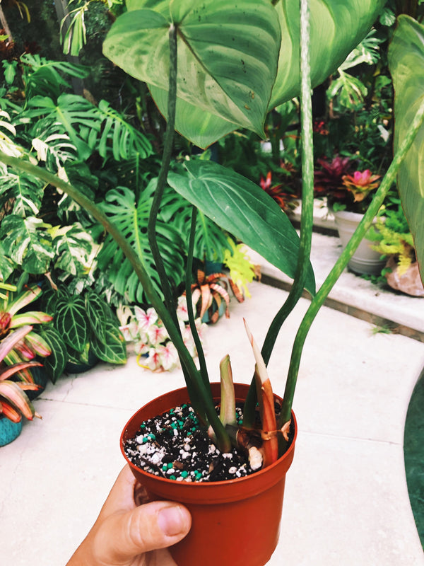 Philodendron gloriosum radiante 🤩🤩🤩