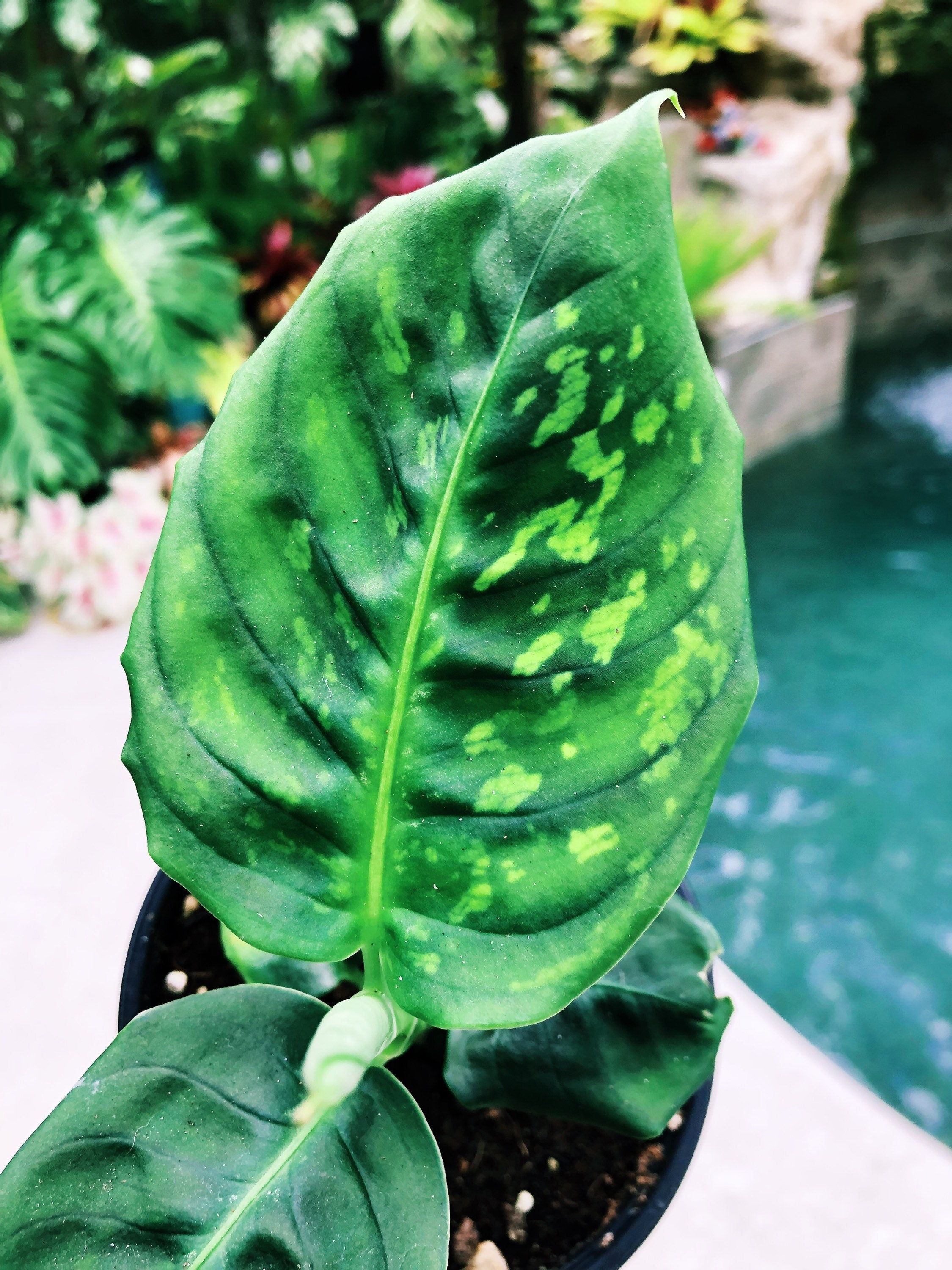 dieffenbachia reflector size Live Dieffenbachia Reflector Variegated Dumbcane Reflector Aroid Roote