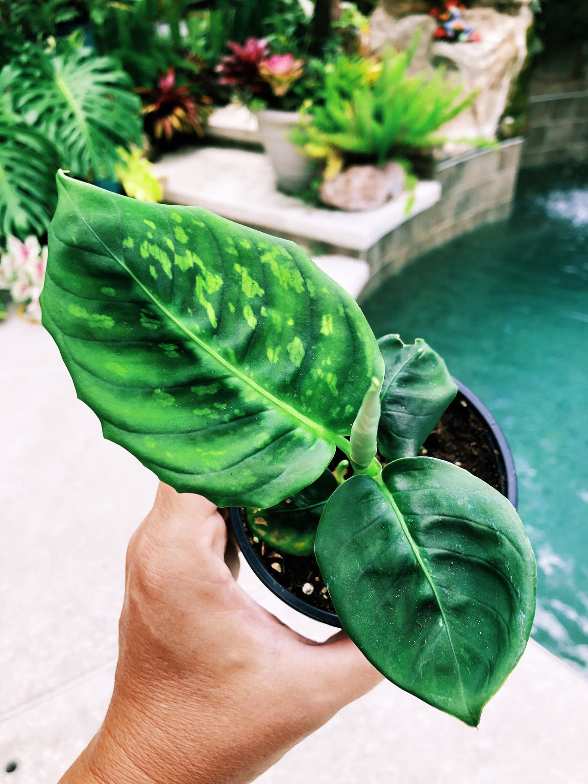 Live Dieffenbachia Reflector Variegated Dumbcane Reflector Aroid Rooted House Plant 4” pot potted