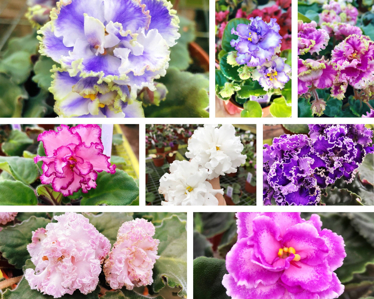 Live house plant bloom Fuchsia African Violet Harmonys VaT Real Life garden 4” pot flower Potted gift