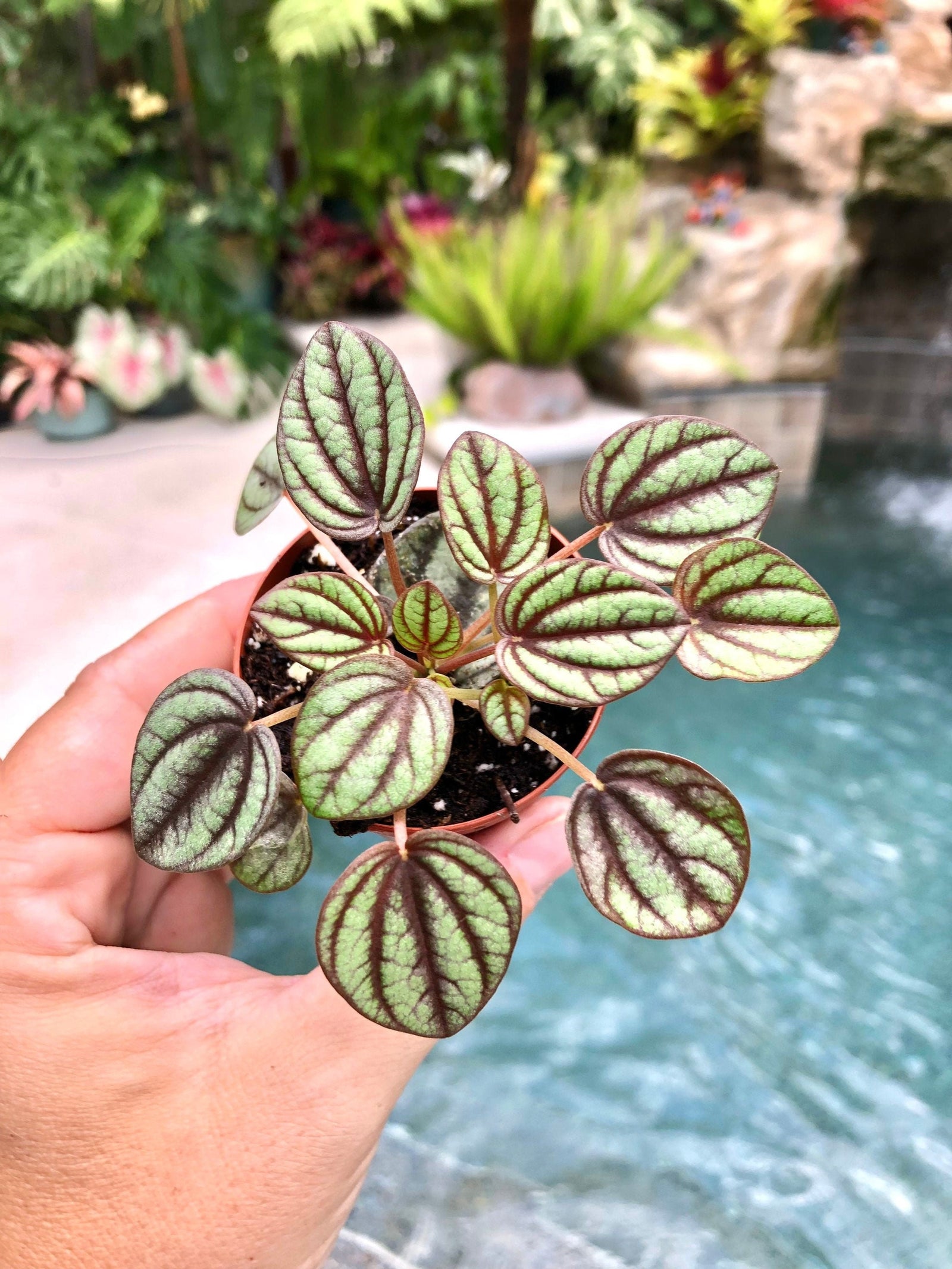 Peperomia Piccolo Banda Albovittata Variegated House Plant 2” pot potted gift