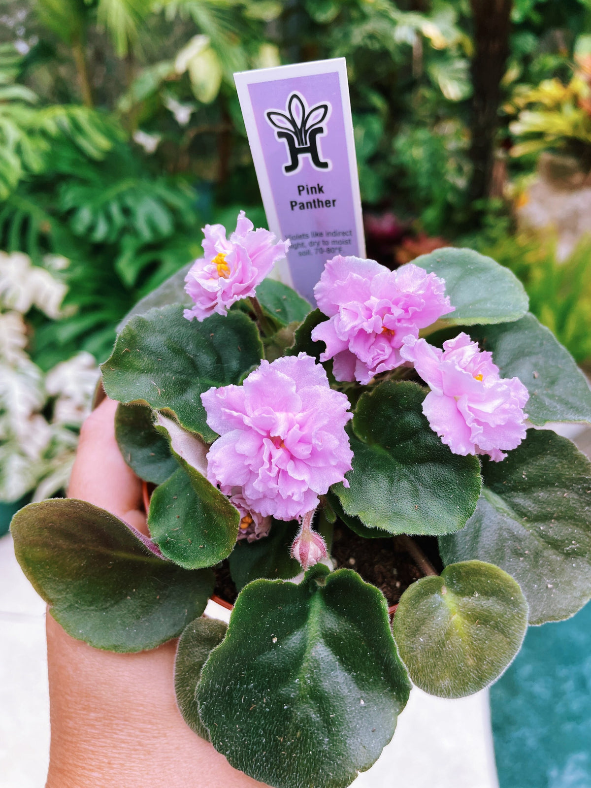 Live house plant bloom African Violet Harmonys Pink Panther garden 4 flower Potted gift