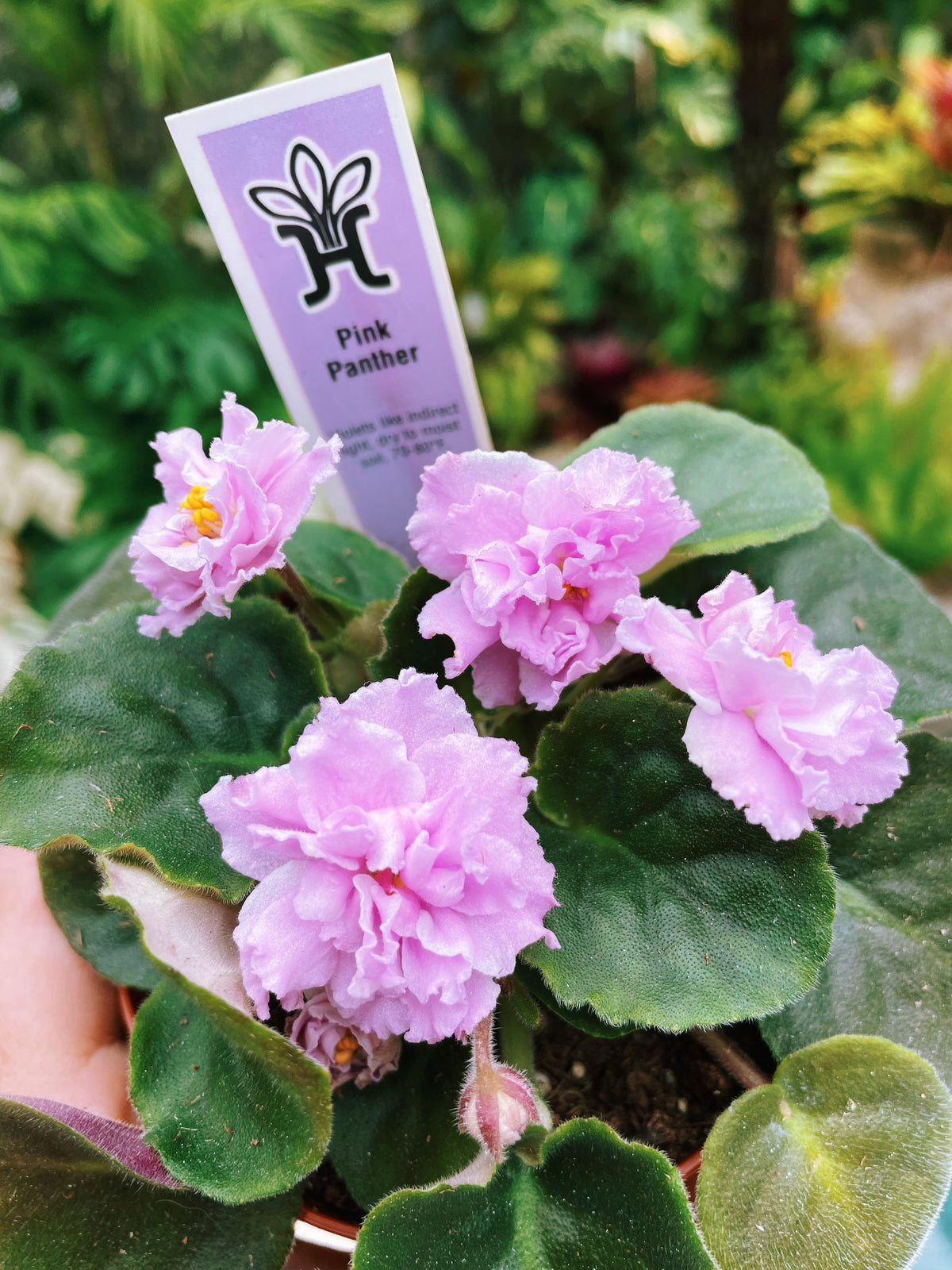 Live house plant bloom African Violet Harmonys Pink Panther garden 4 flower Potted gift