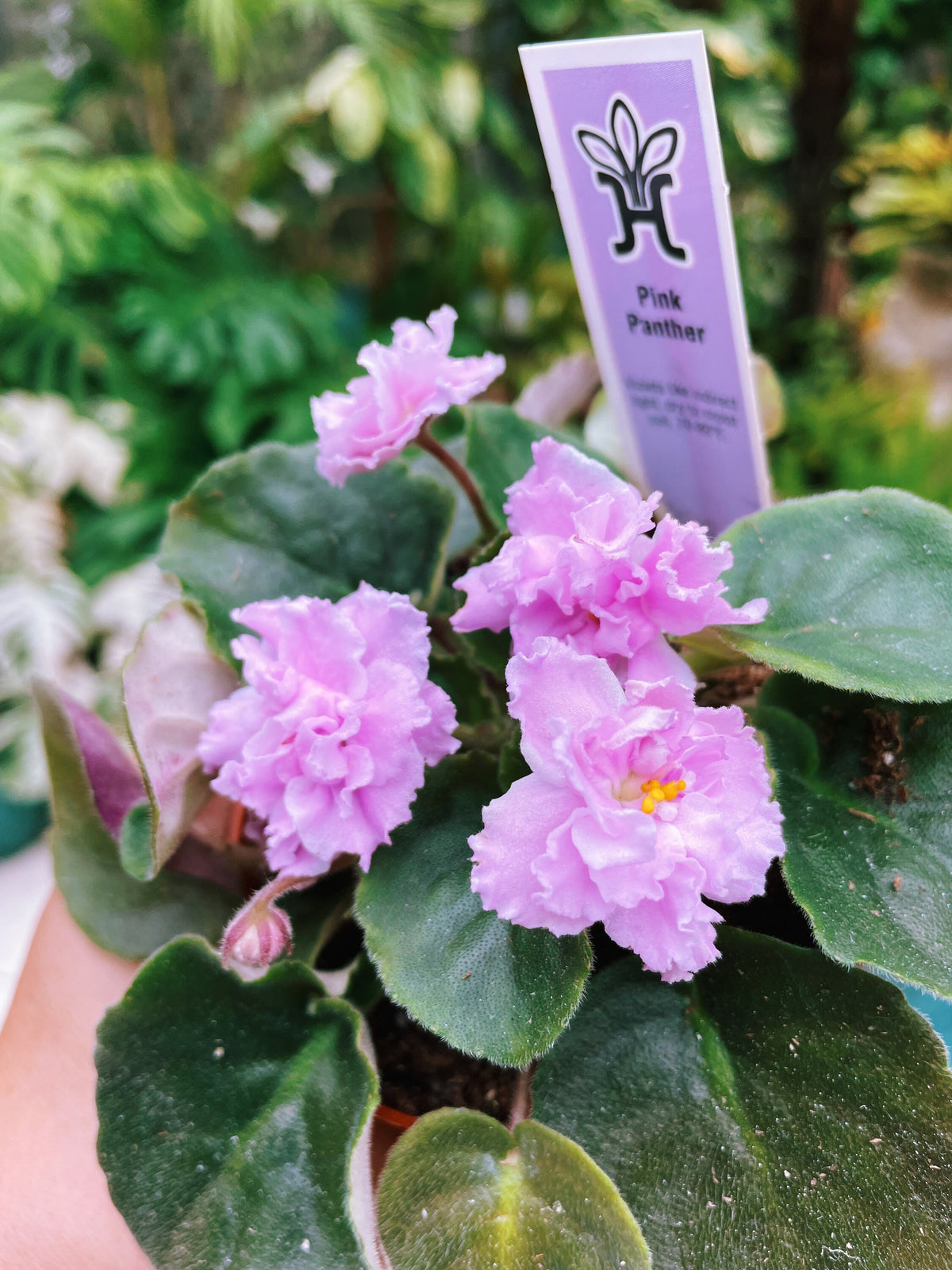 Live house plant bloom African Violet Harmonys Pink Panther garden 4 flower Potted gift