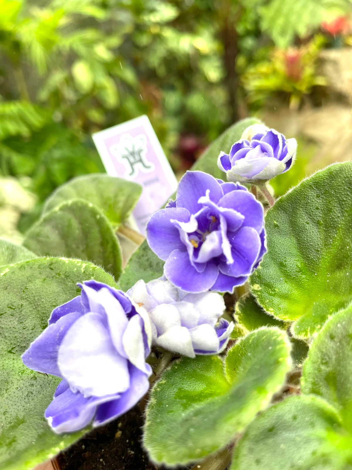 Live house plant variegated bloom African Violet Picasso periwinkle garden 4 flower Potted gift