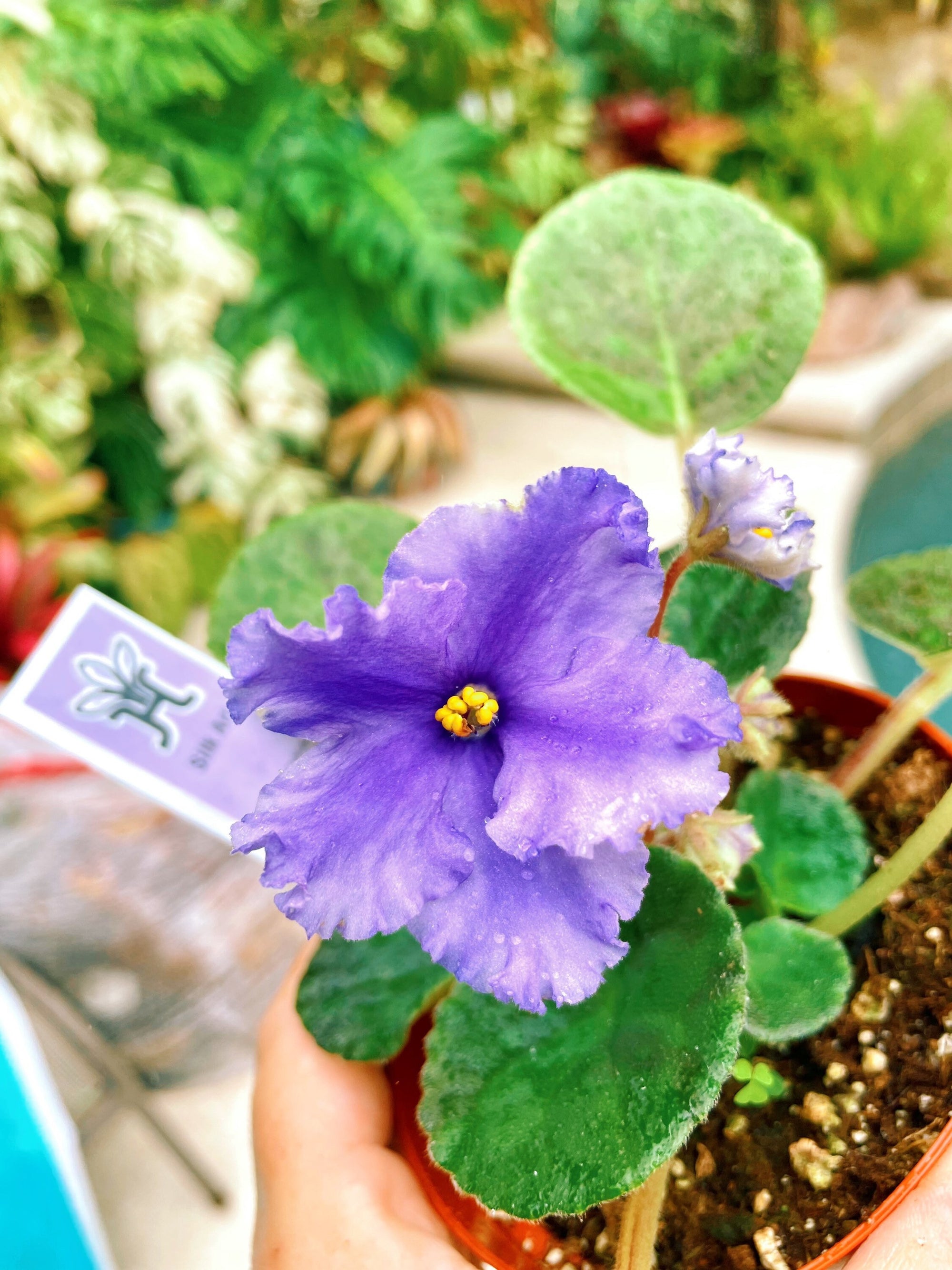 Live house plant variegated bloom African Violet Silk Art large Purple garden 4 flower Potted gift