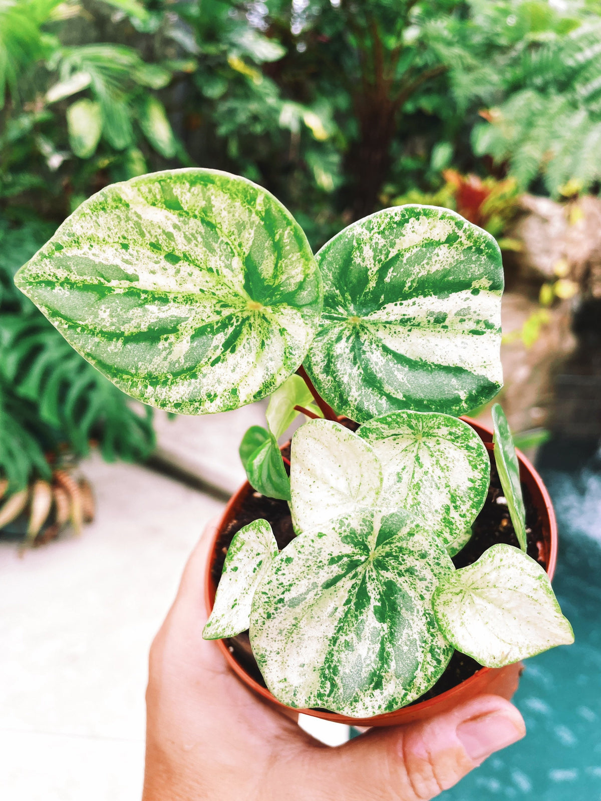 Harmonys Variegated Watermelon Peperomia Gold Dust Woman 4 Potted Hous