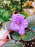 Live house plant fantasy bloom African Violet Harmonys Buckeye Kindred Spirit garden 4 flower Potted gift