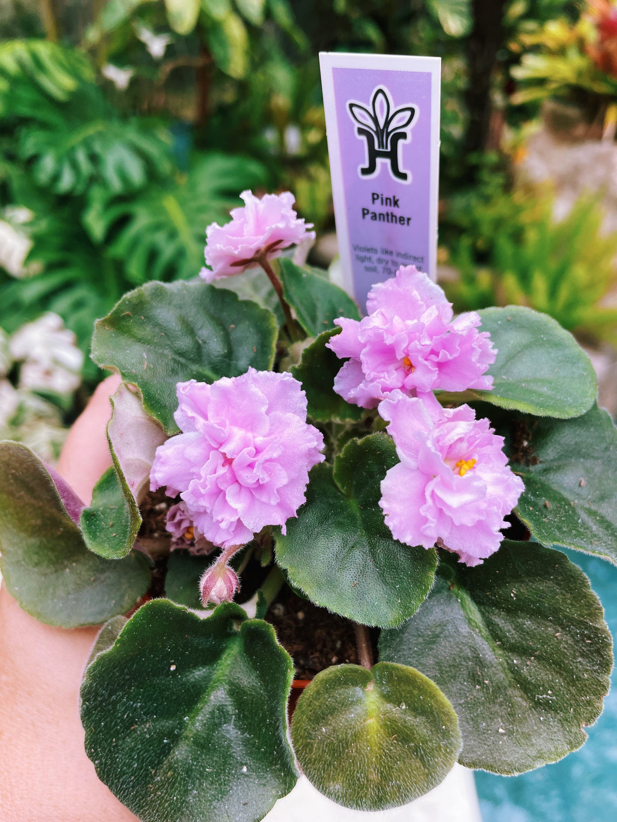 Live house plant bloom African Violet Harmonys Pink Panther garden 4 flower Potted gift