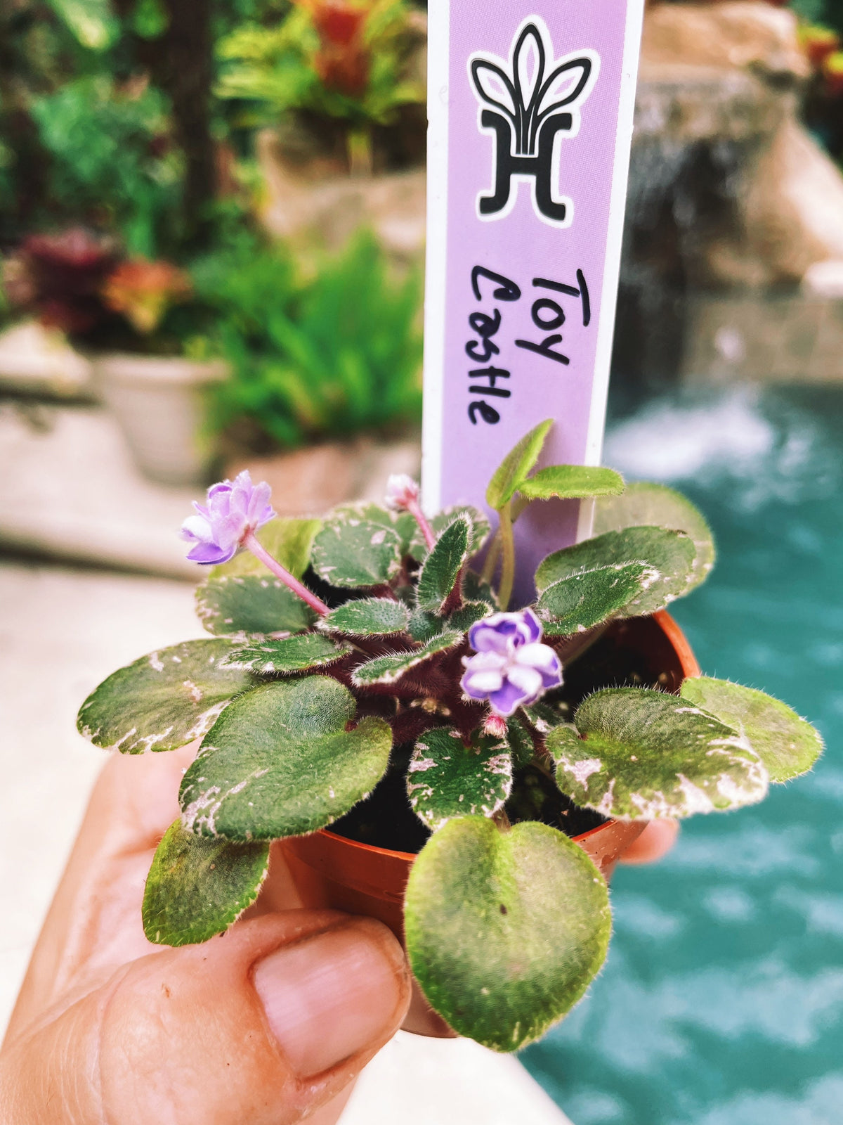 New Release!! rare mini African Violet  Toy Castle 2 Potted house plant flower gift pixie