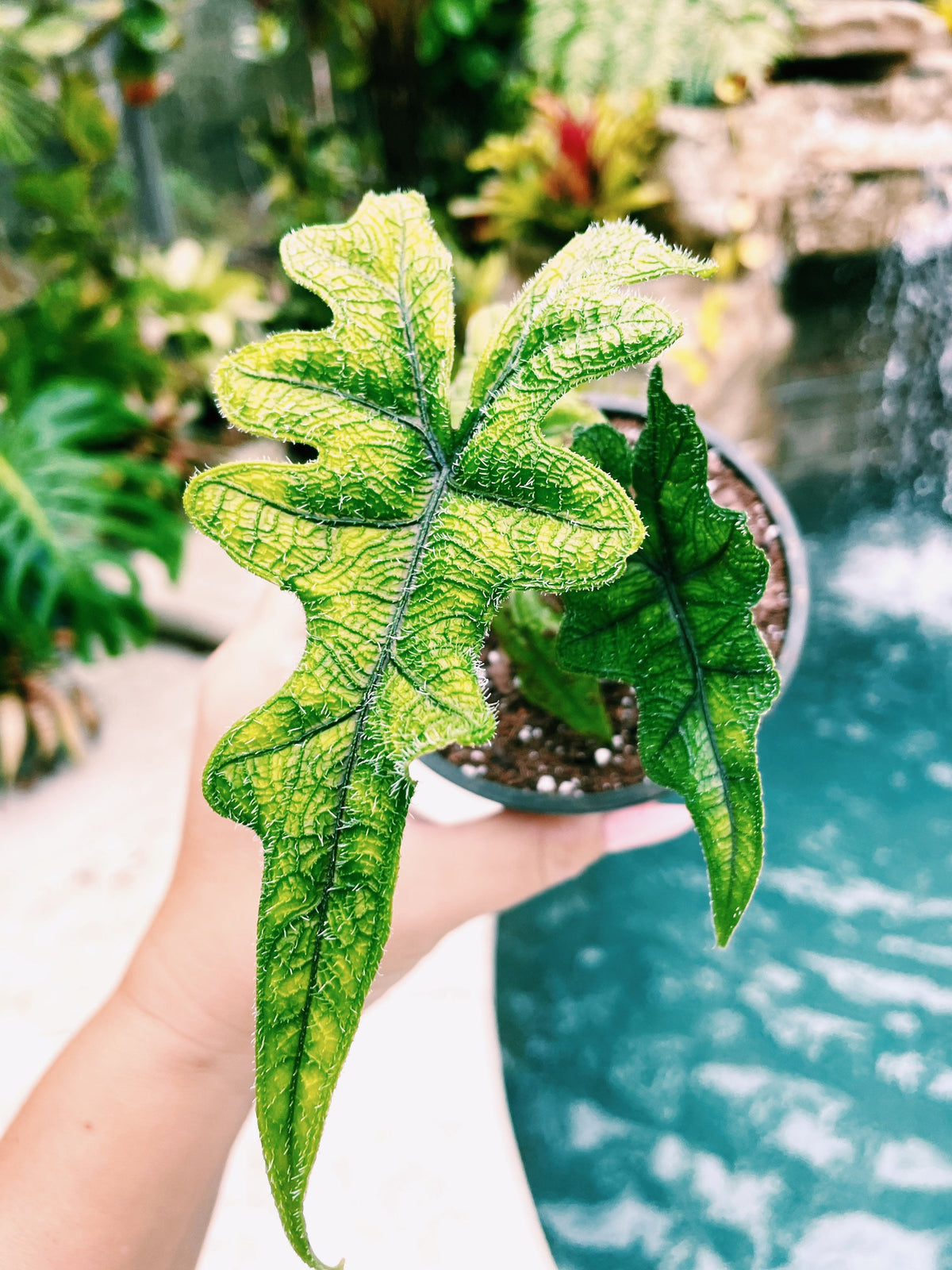 Alocasia Jacklyn Tandurusa Reticulata Jewel Elephant Ear Tropical House Plant Aroid 4” pot