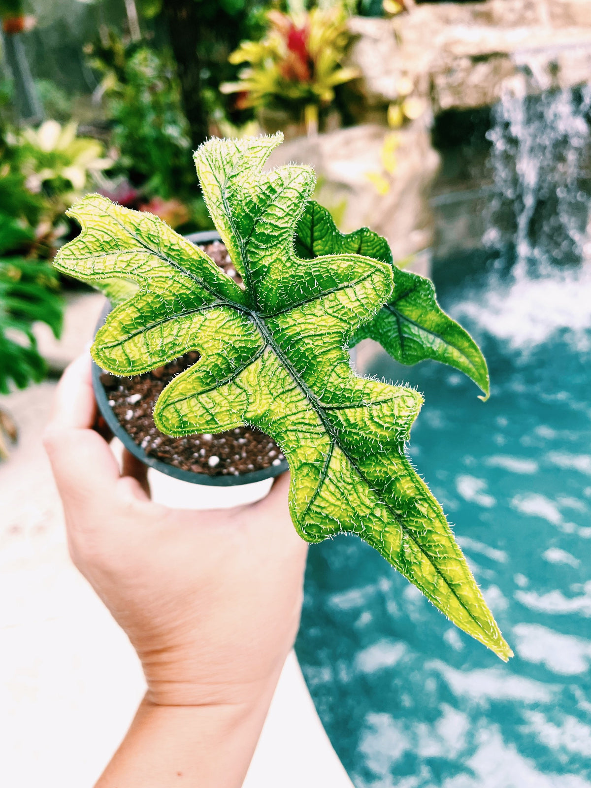 Alocasia Jacklyn Tandurusa Reticulata Jewel Elephant Ear Tropical House Plant Aroid 4” pot