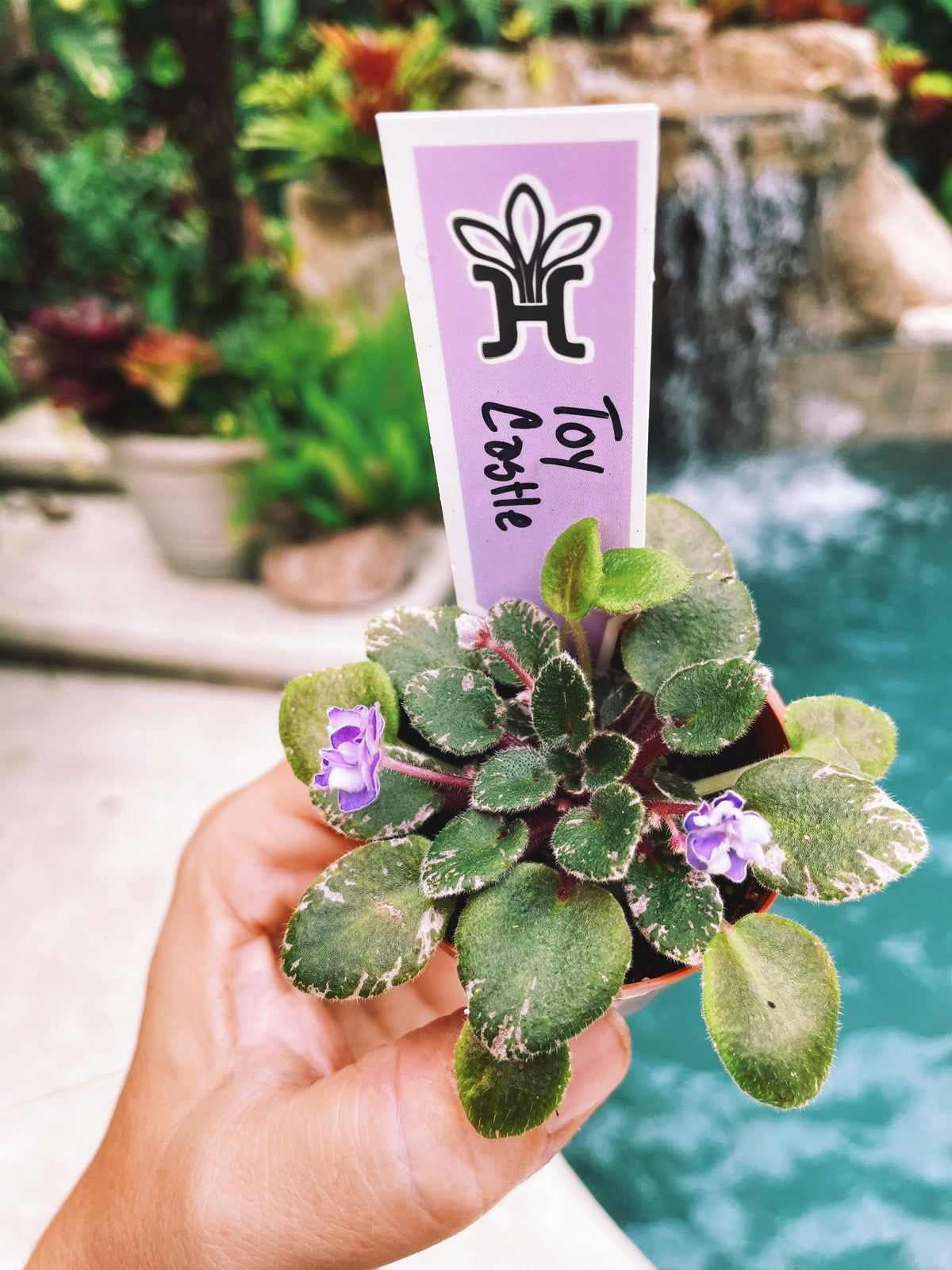 New Release!! rare mini African Violet  Toy Castle 2 Potted house plant flower gift pixie