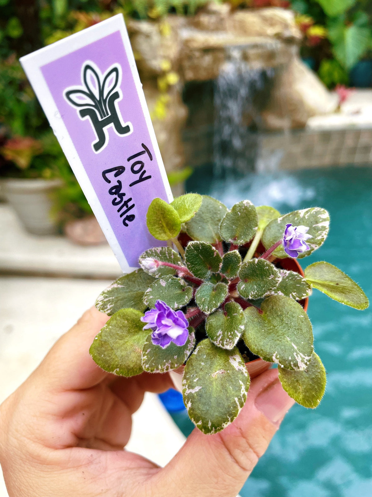 New Release!! rare mini African Violet  Toy Castle 2 Potted house plant flower gift pixie