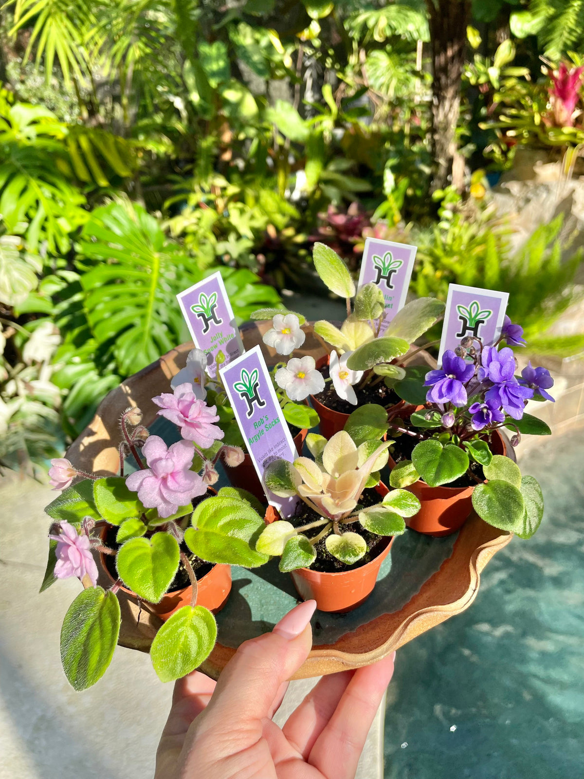 5 miniature Collection house plant mini African Violet Variegated bundle 2” pots flower gift Pixie Dish Garden