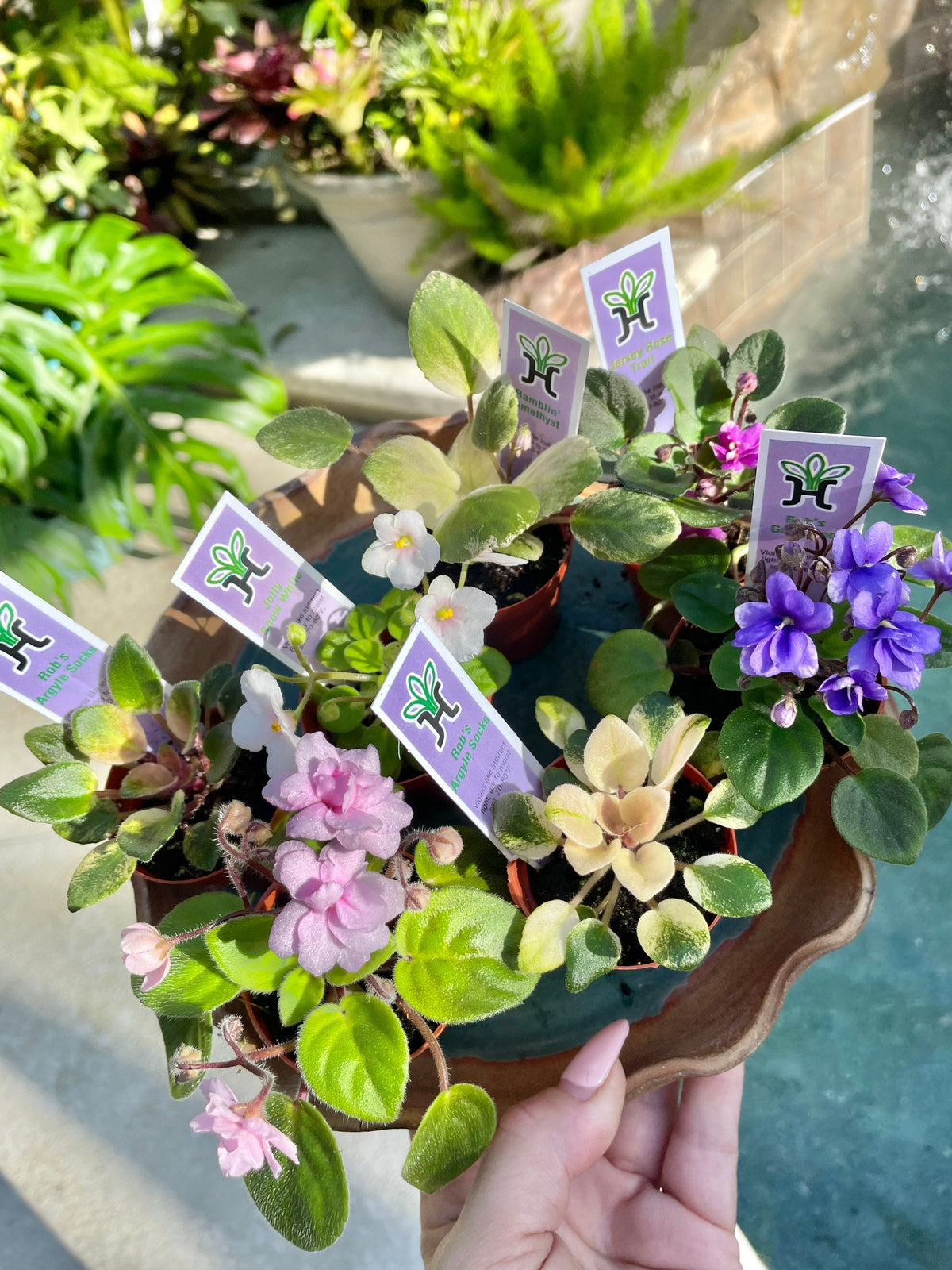 7 miniature Collection house plant mini African Violet Variegated bundle 2” pots flower gift Pixie Dish Garden