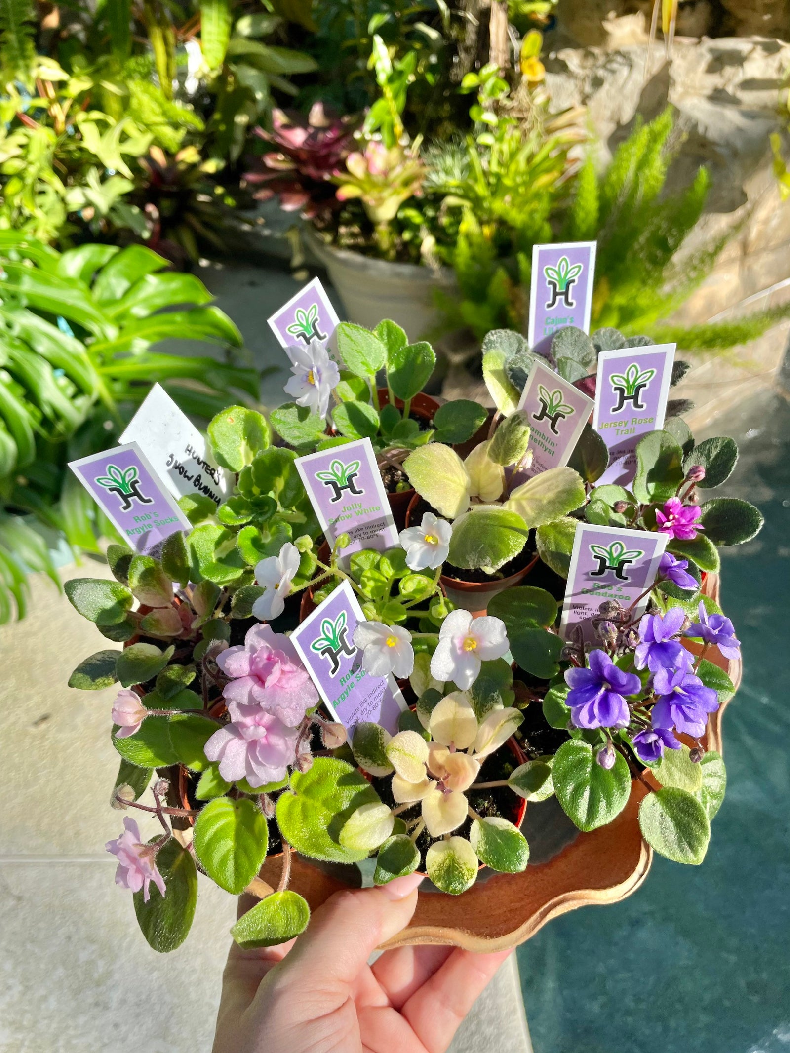10 miniature Collection house plant mini African Violet Variegated bundle 2” pots flower Pixie Garden Bridal Baby wedding shower favor gift growers choice