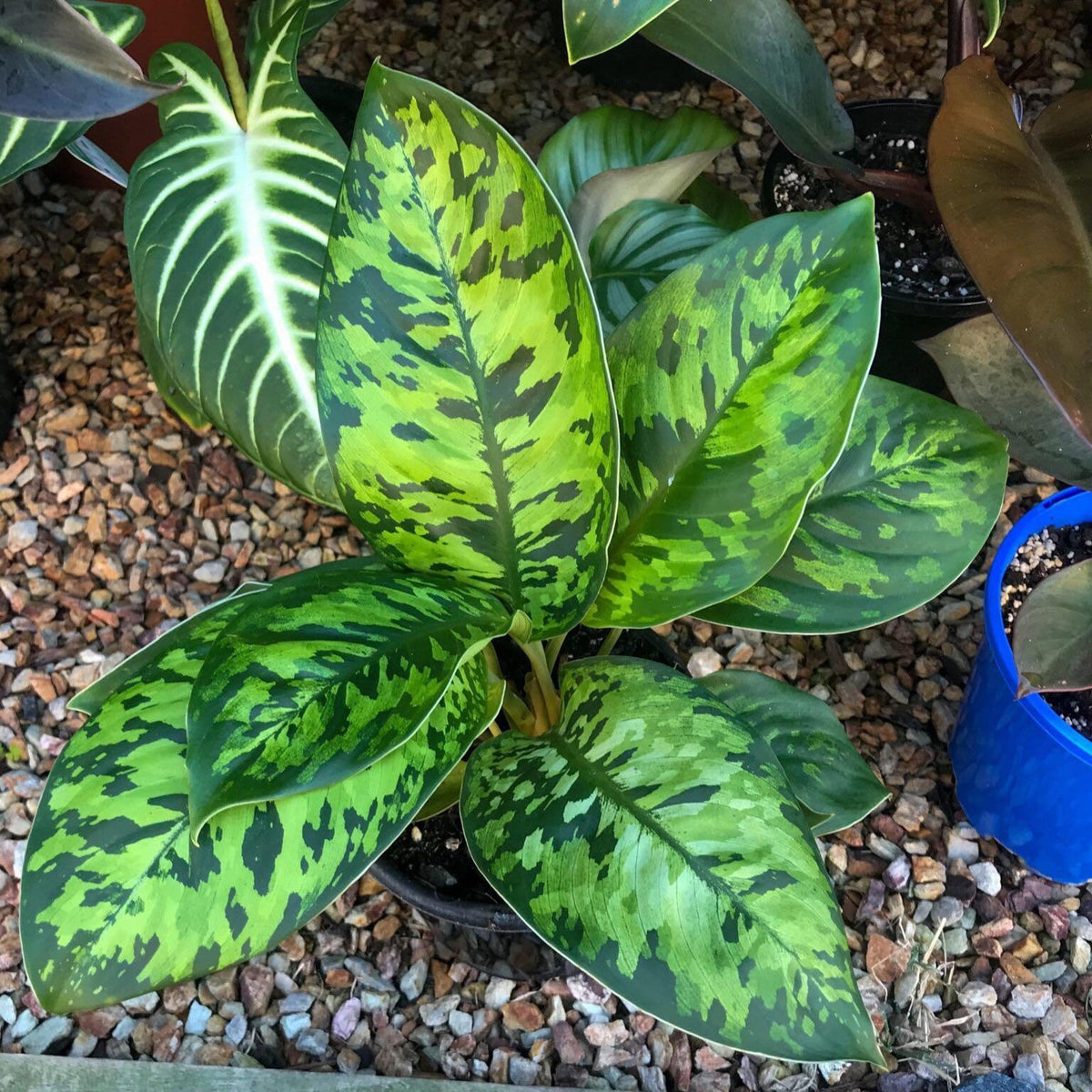 Rare Homalomena Camouflage Wallisii Variegated Tricolor House Plant Aroid Potted 4” pot gift Tropify