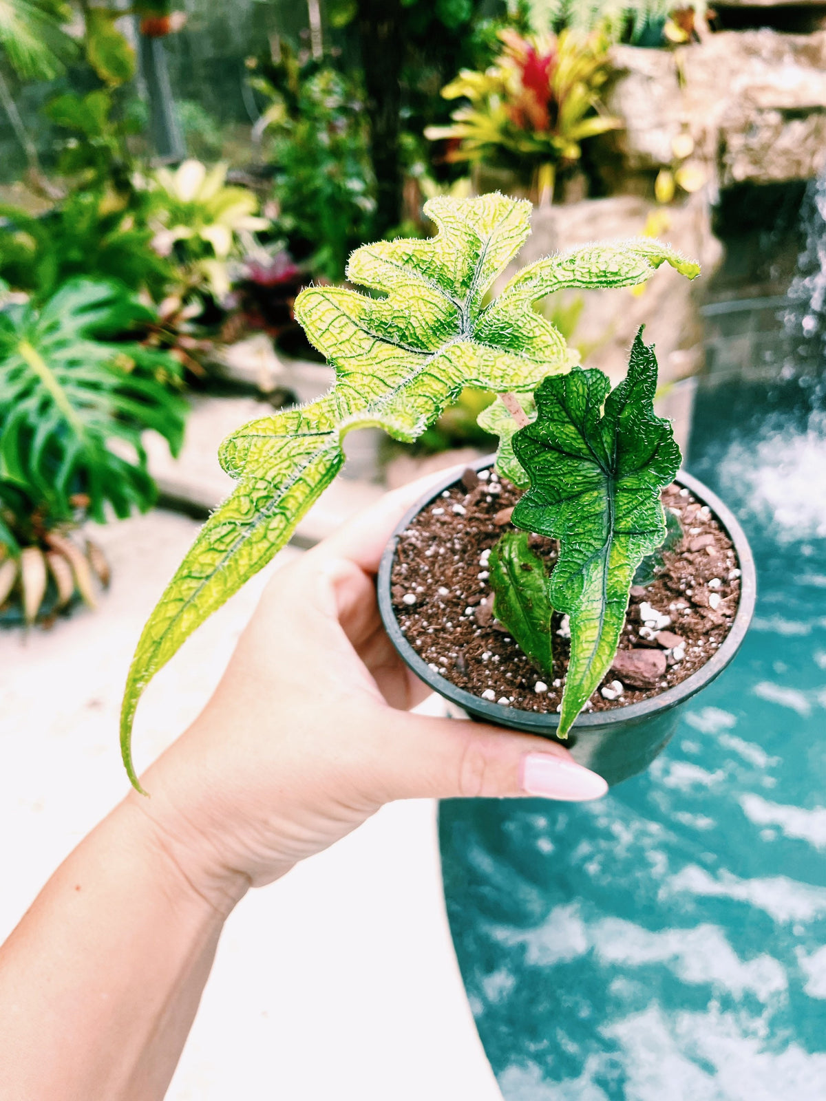 Alocasia Jacklyn Tandurusa Reticulata Jewel Elephant Ear Tropical House Plant Aroid 4” pot