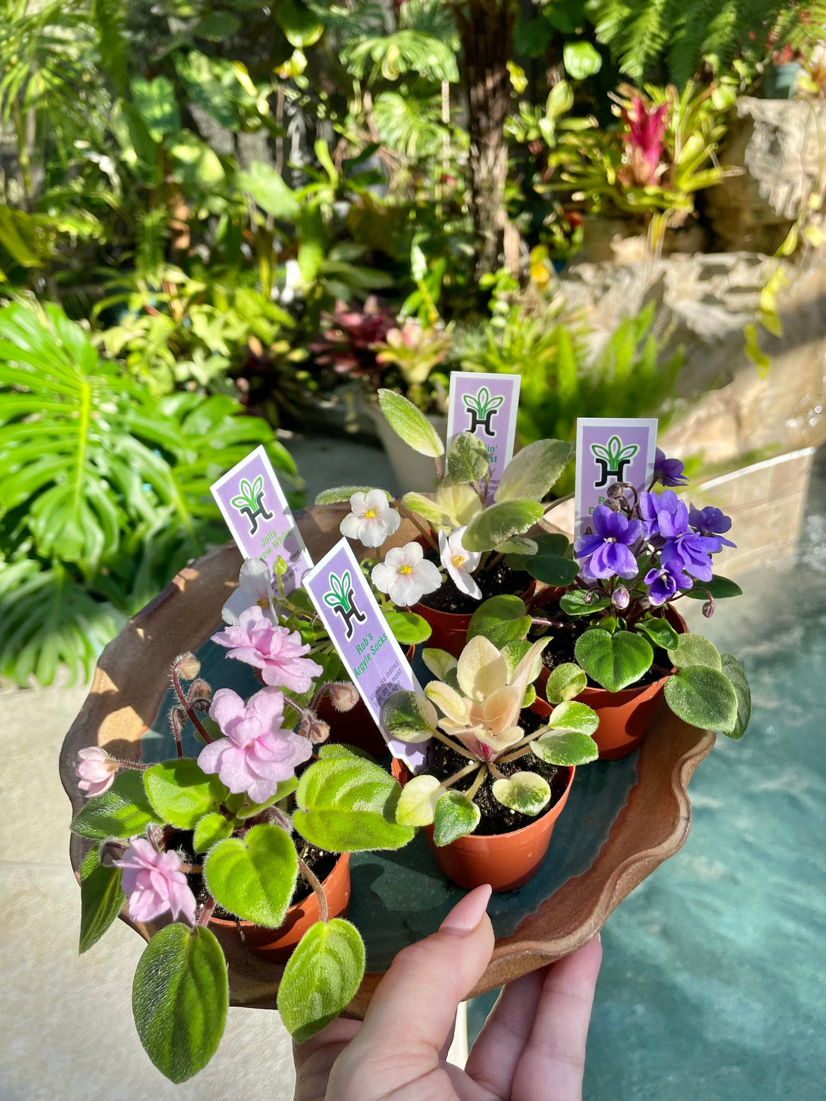 5 miniature Collection house plant mini African Violet Variegated bundle 2” pots flower gift Pixie Dish Garden