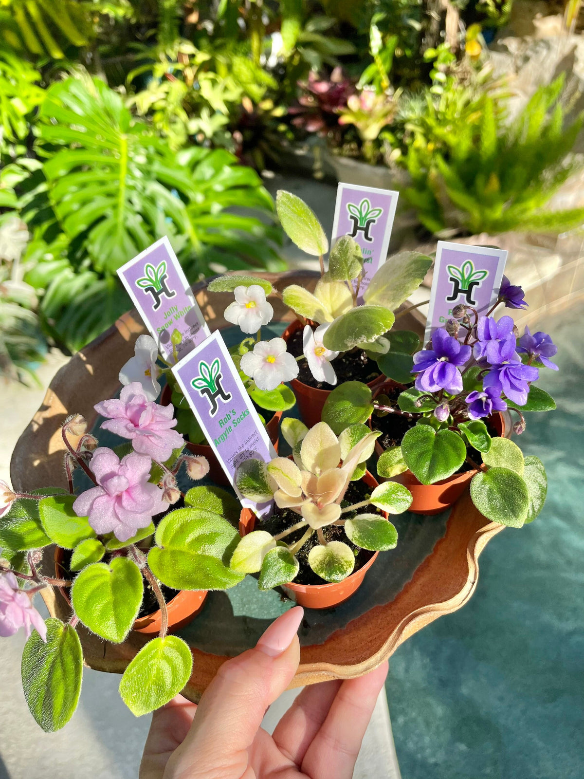 5 miniature Collection house plant mini African Violet Variegated bundle 2” pots flower gift Pixie Dish Garden